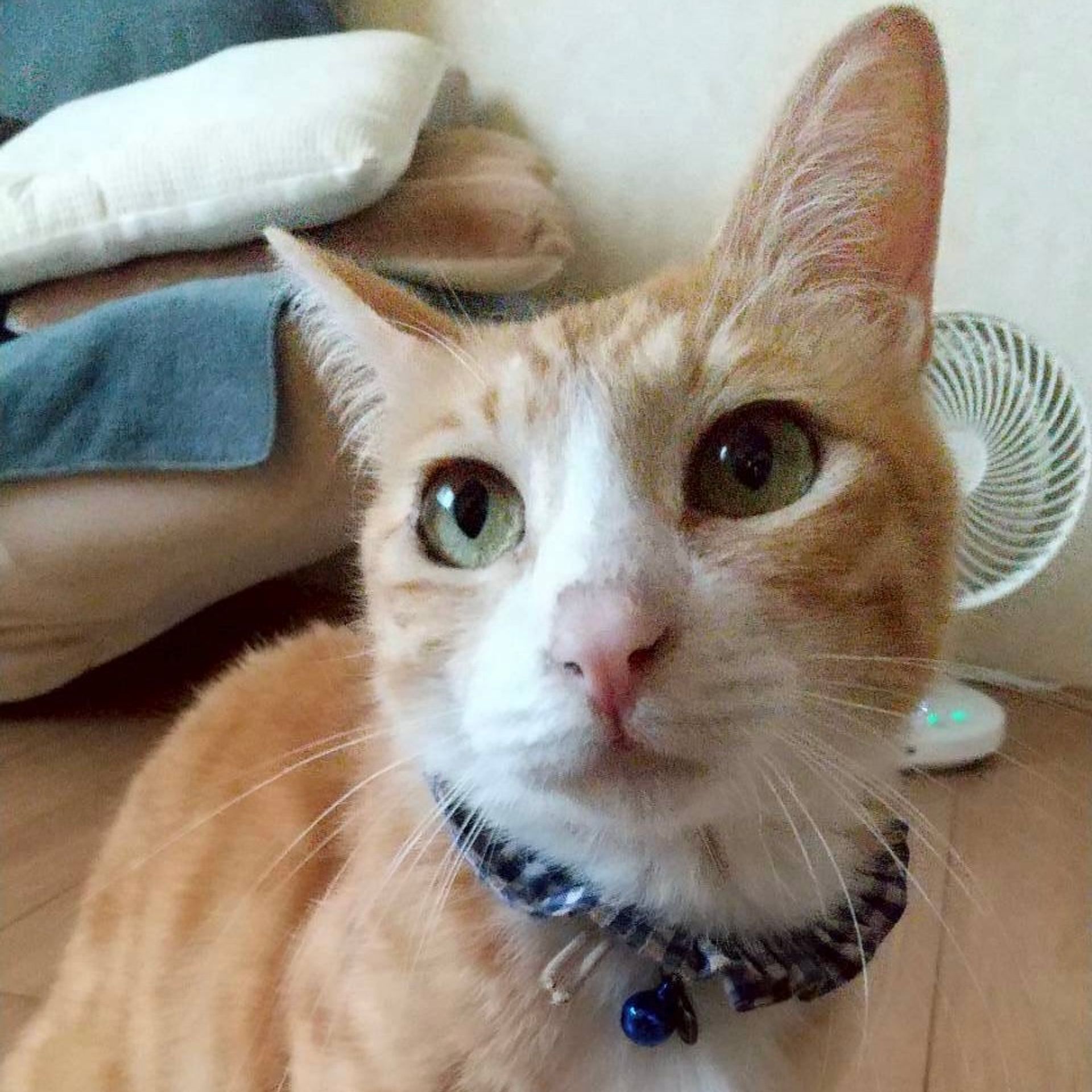 雑種（ミックス猫）・オスの里親募集の写真
