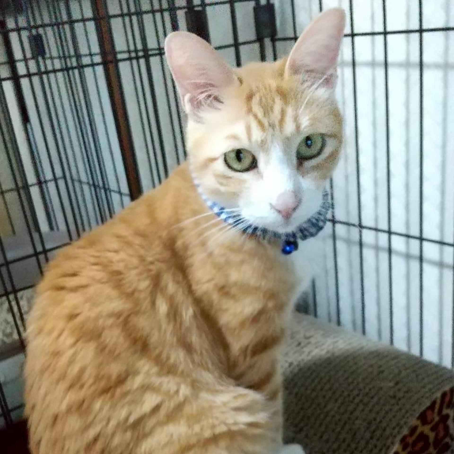 pet-image-6
