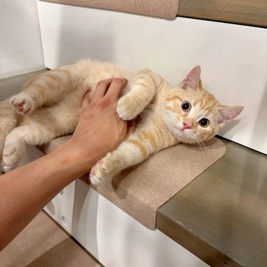 とらまる