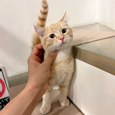 ことら