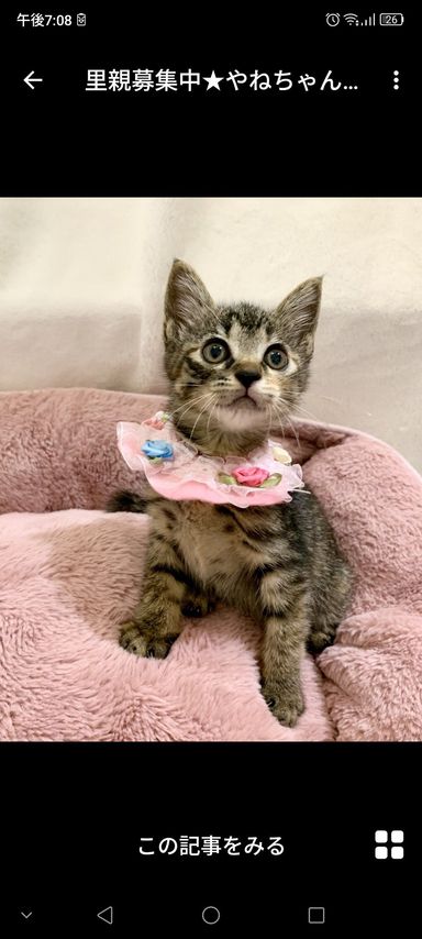 やねちゃん