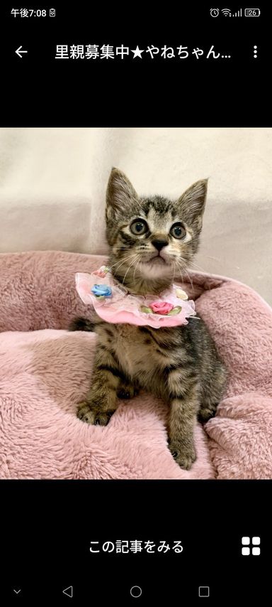 やねちゃん