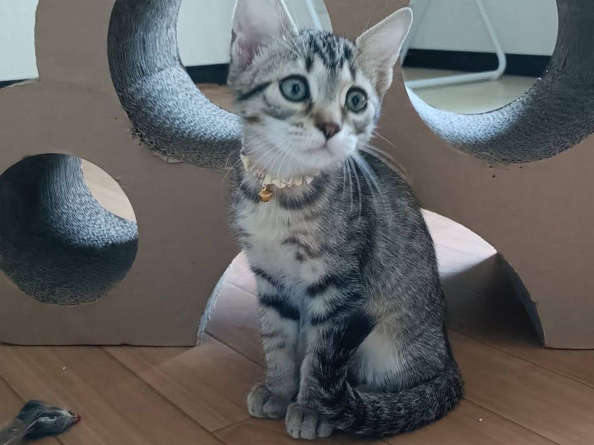 雑種（ミックス猫）・オスの里親募集の写真