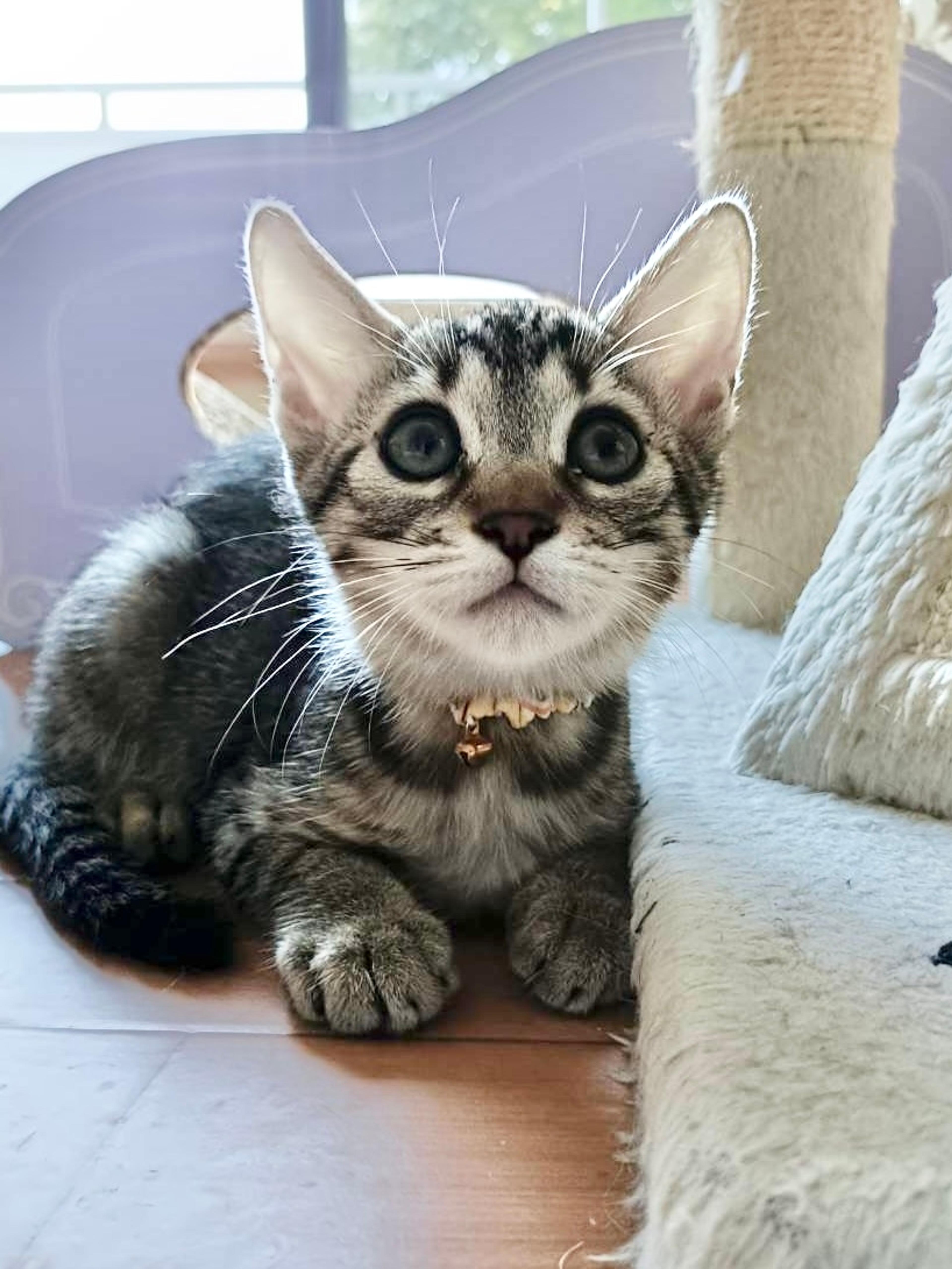 pet-image-2