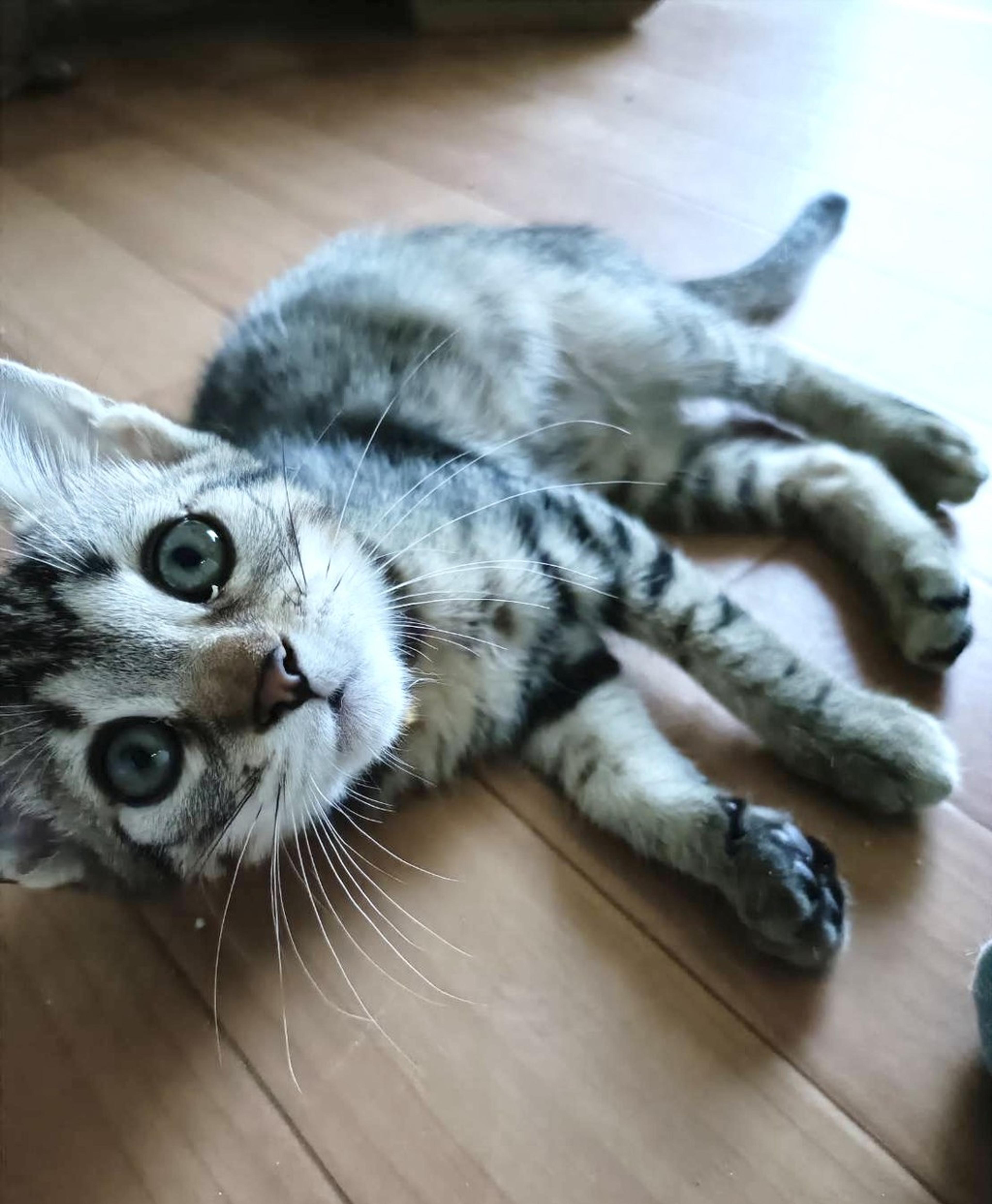 pet-image-3