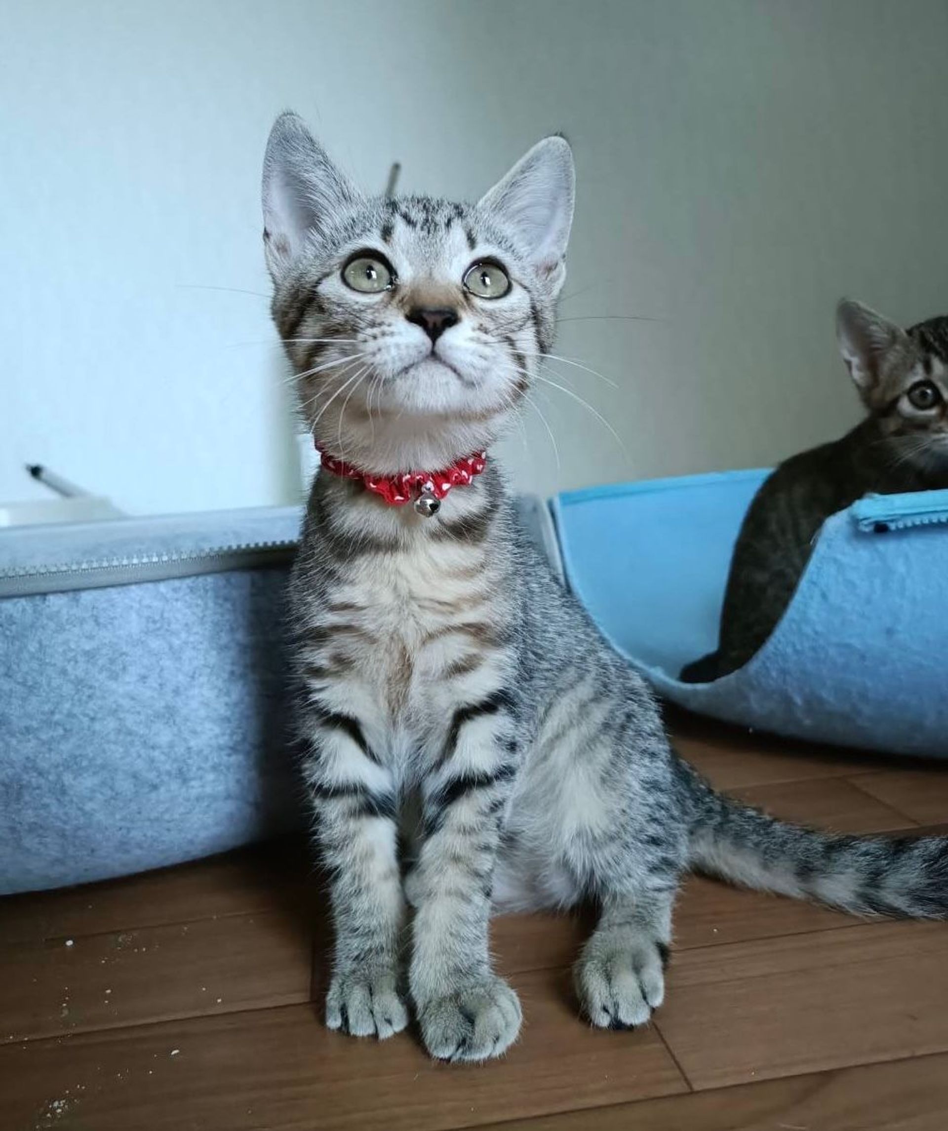 雑種（ミックス猫）・メスの里親募集の写真