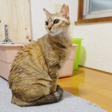 りんご