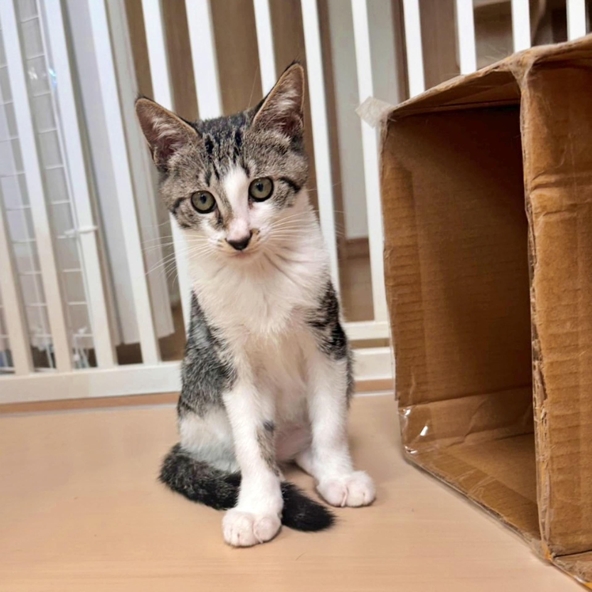 pet-image-4