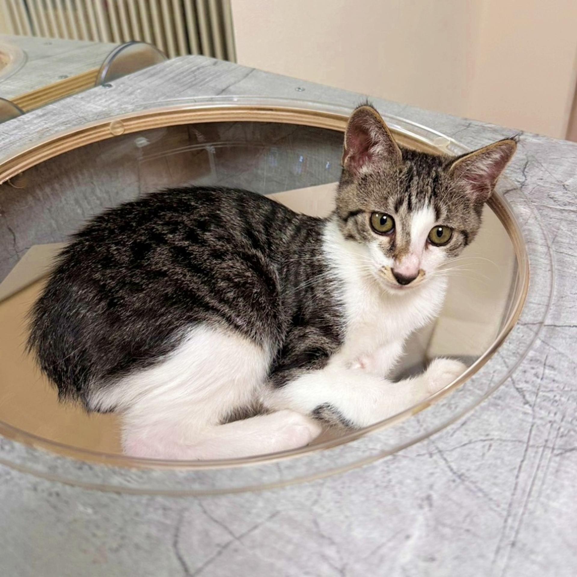 pet-image-6
