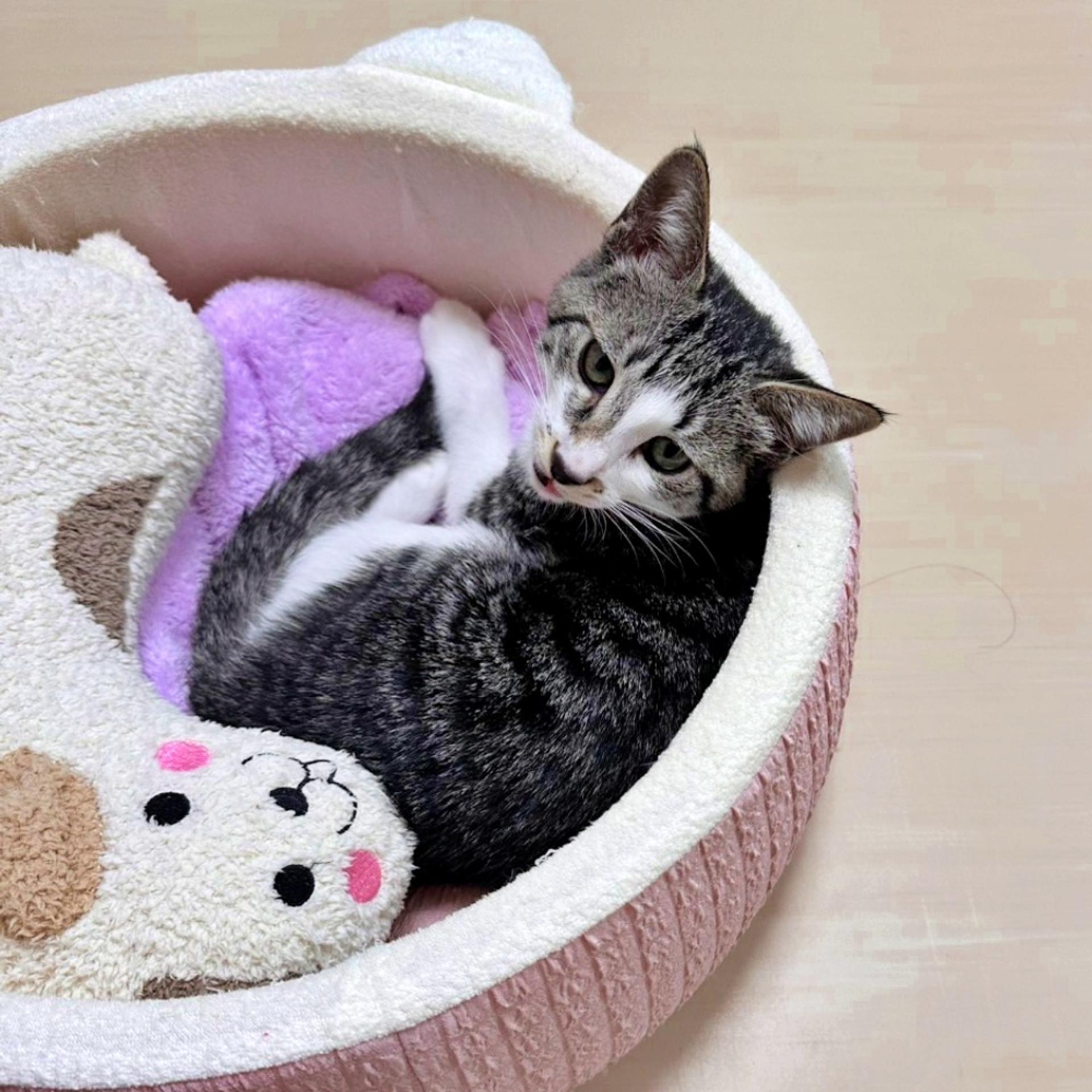 pet-image-7
