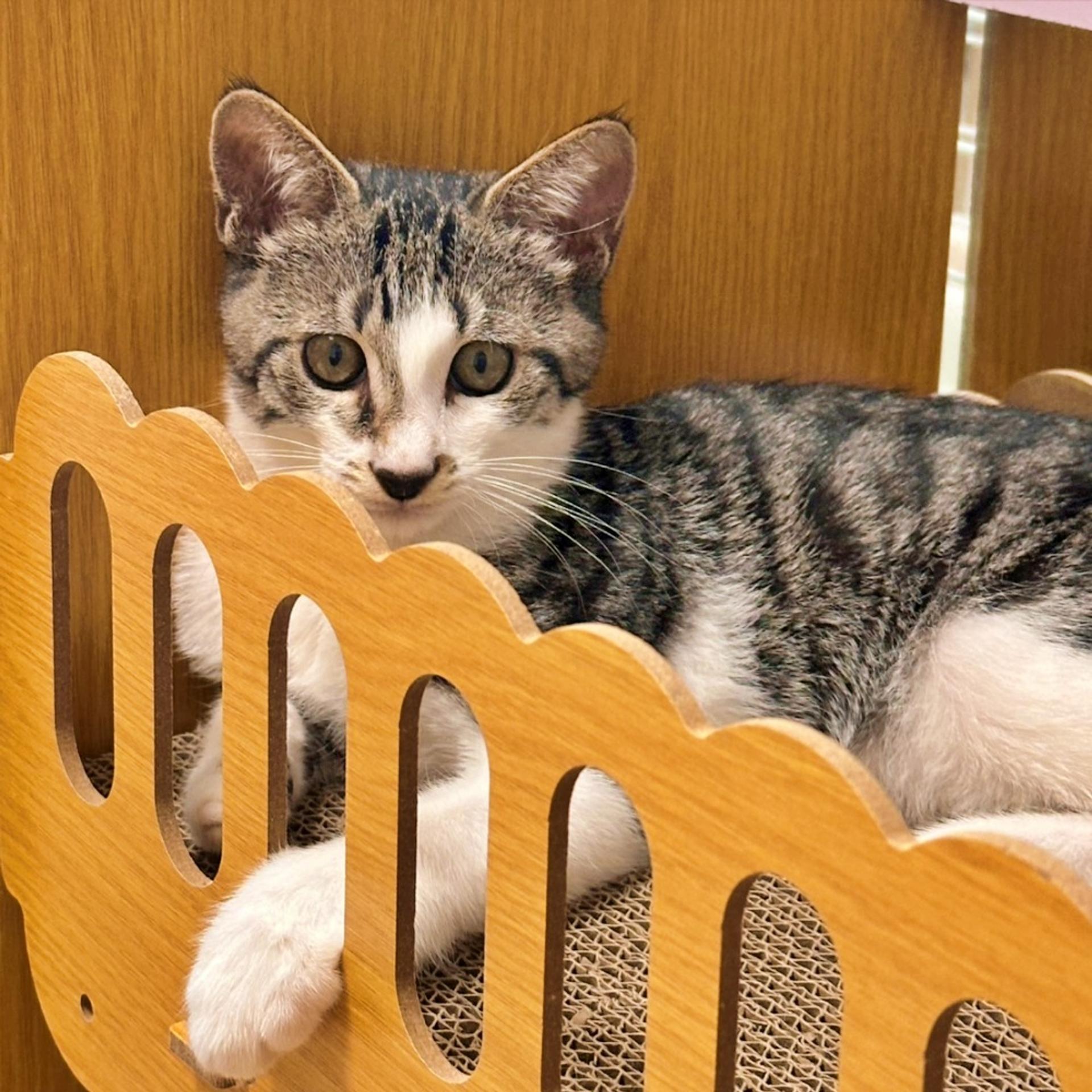 pet-image-5