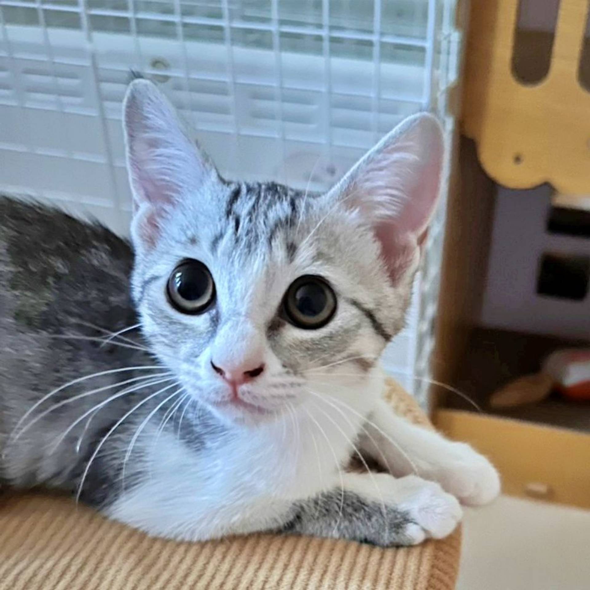 雑種（ミックス猫）・メスの里親募集の写真