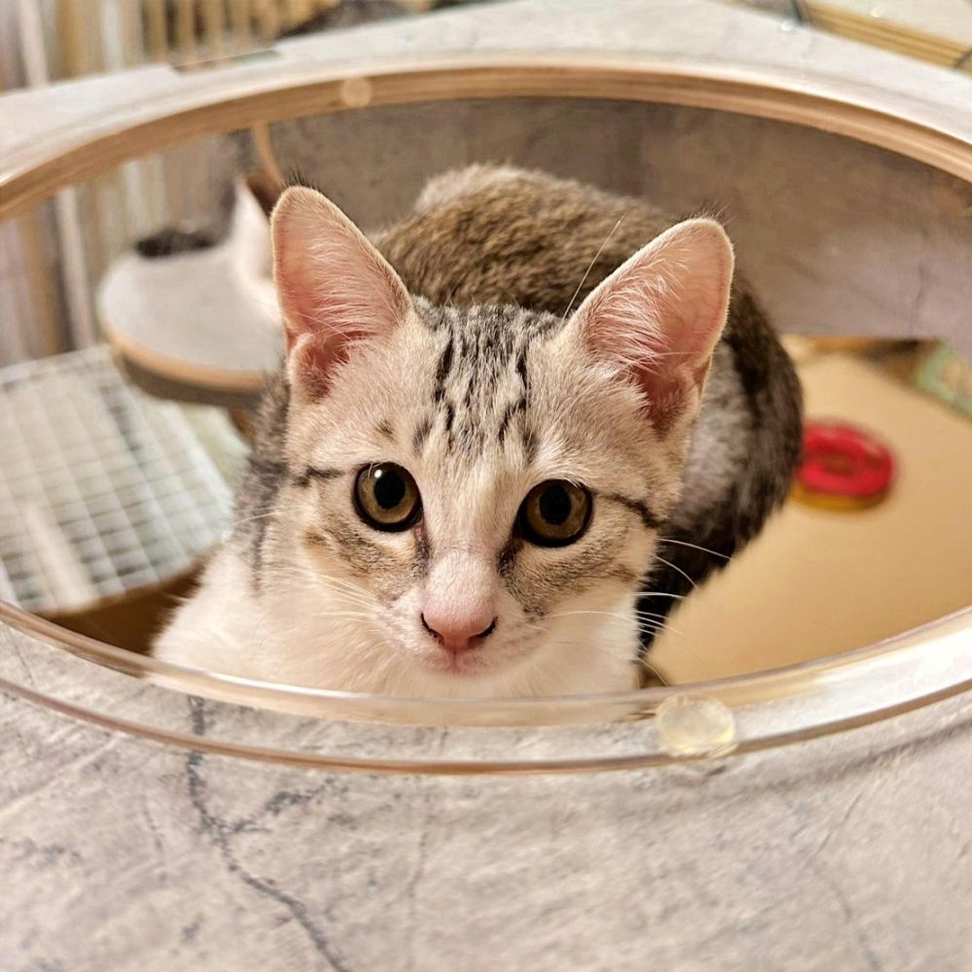 pet-image-4