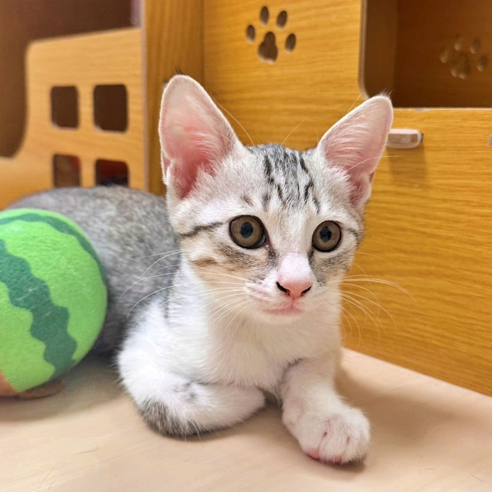 抱っこ大好き♡甘えん坊のサバ白子猫♪パティちゃん | 雑種（ミックス