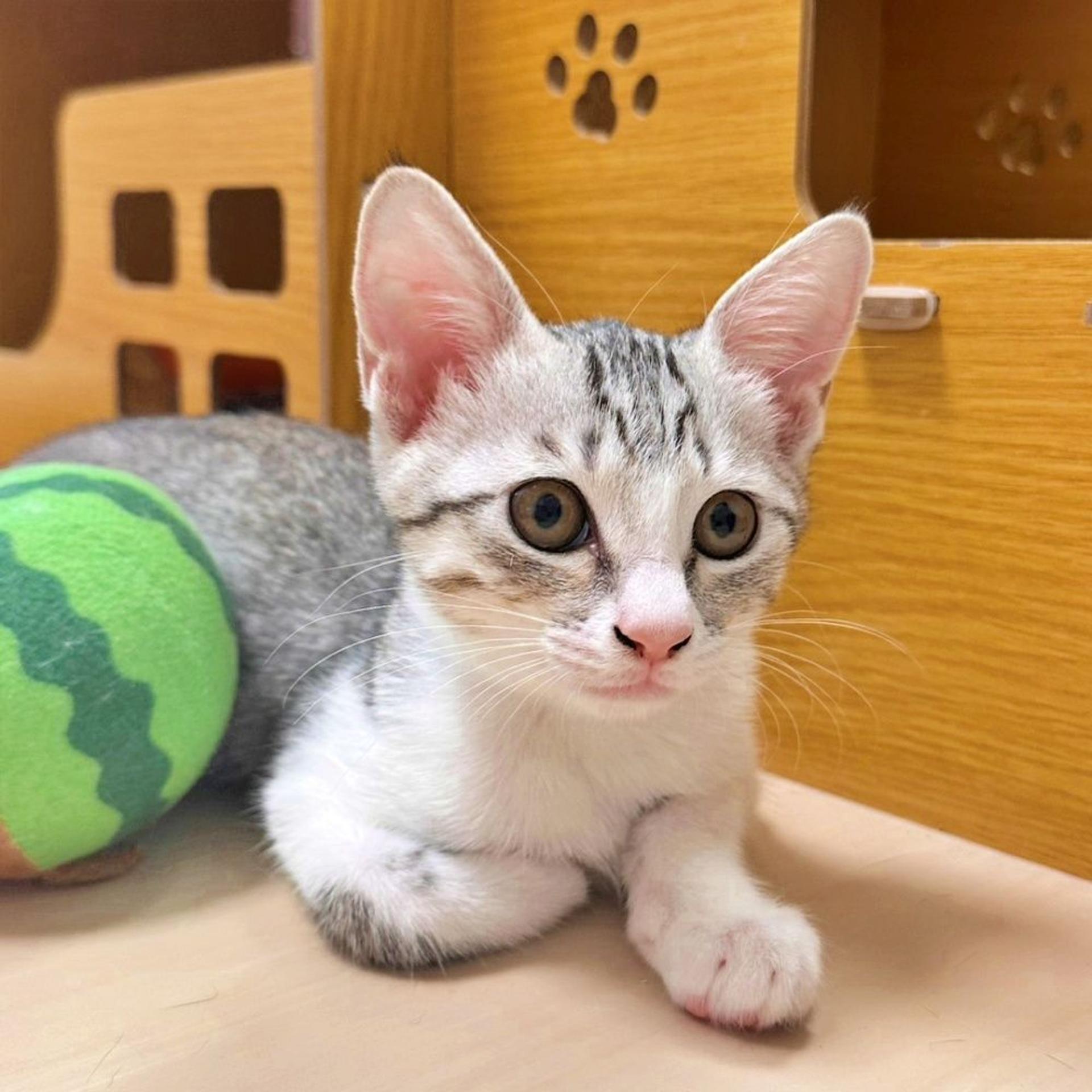 pet-image-5