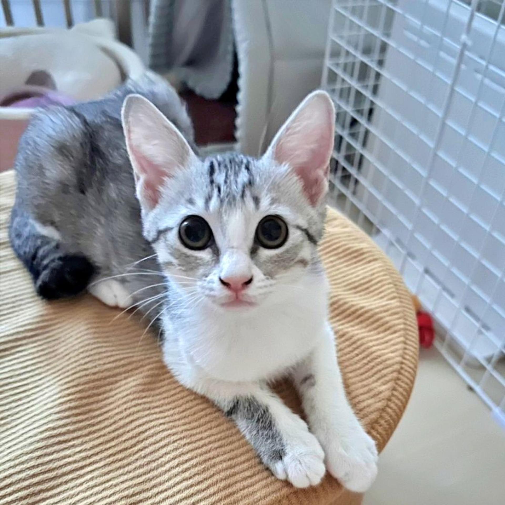 pet-image-2