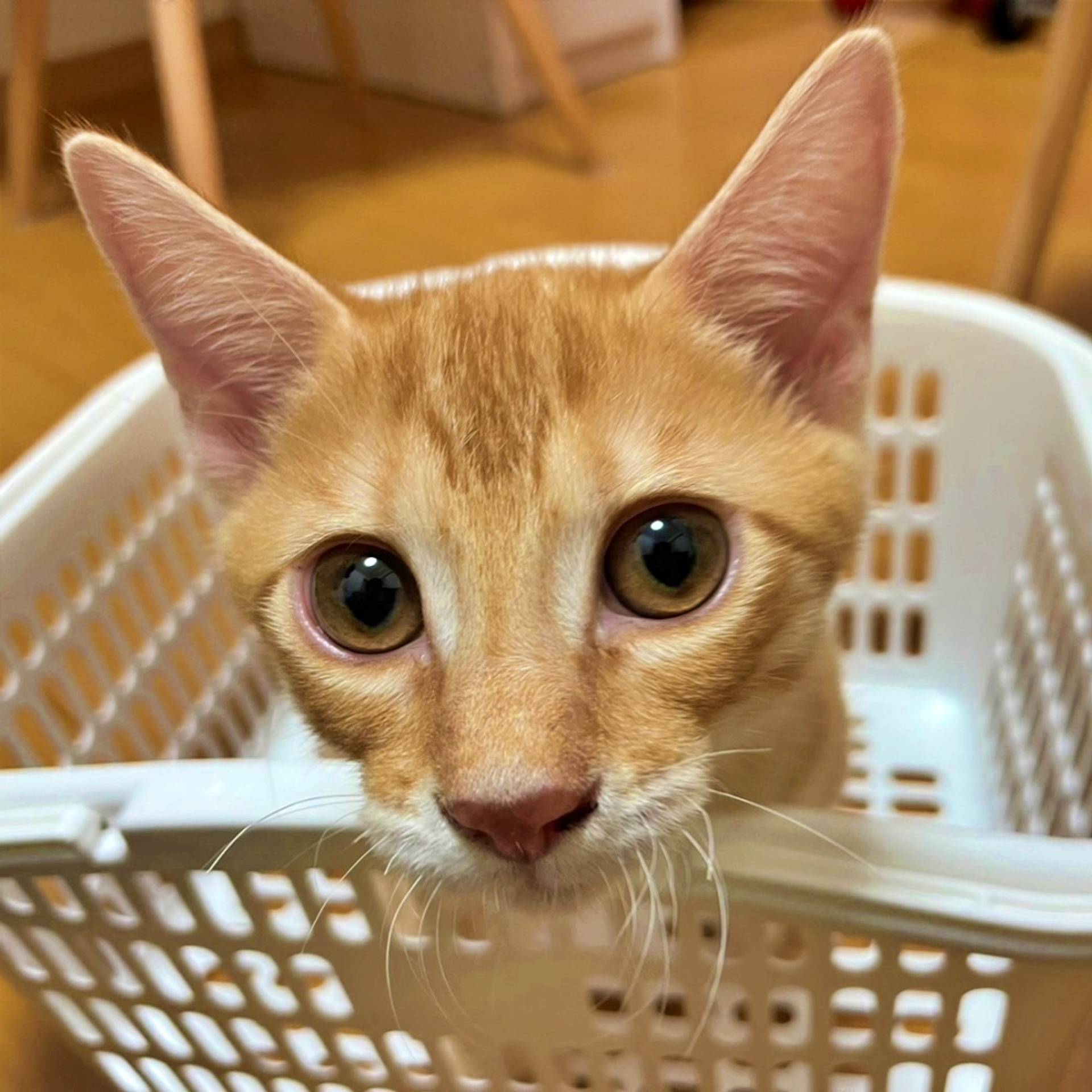 雑種（ミックス猫）・オスの里親募集の写真