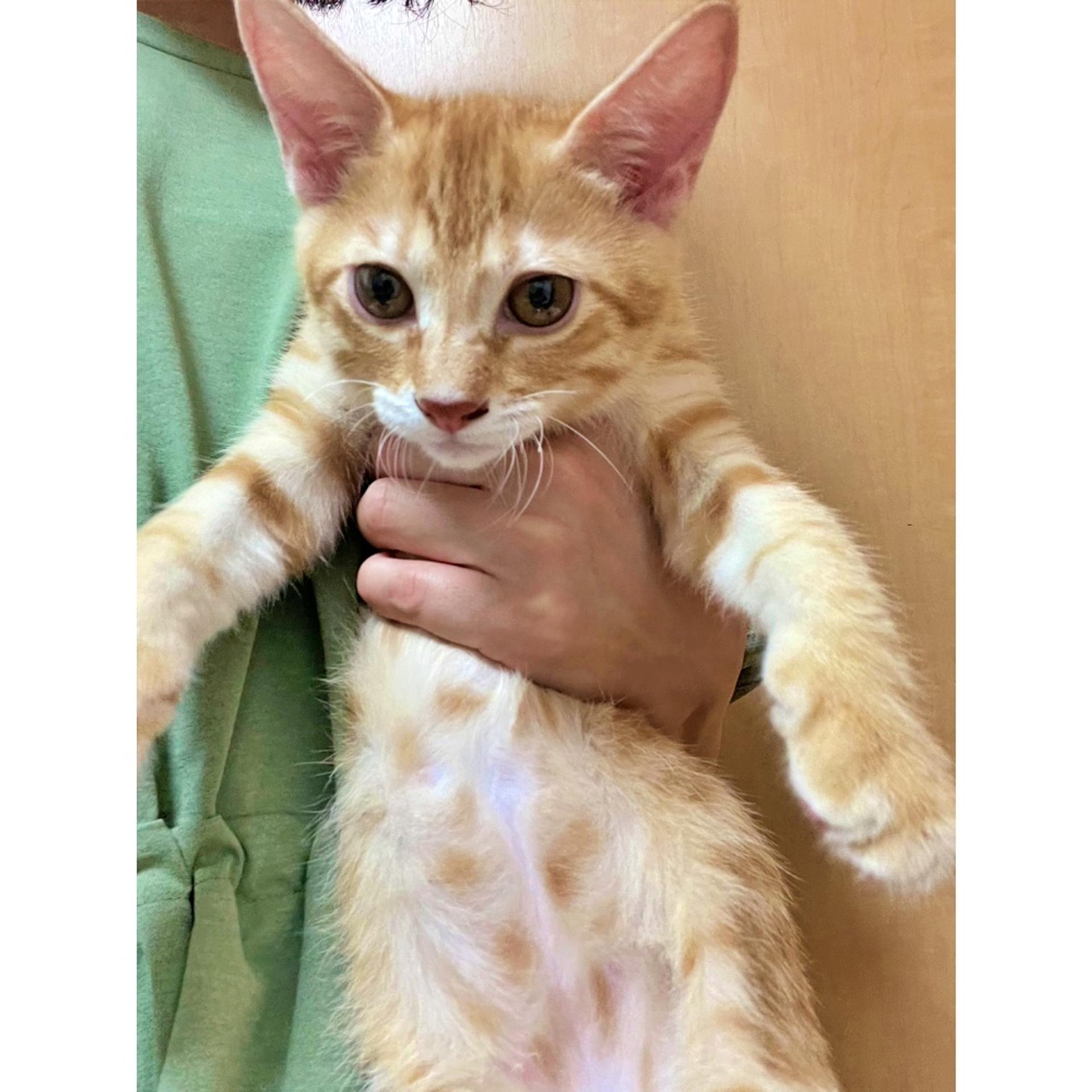 pet-image-3