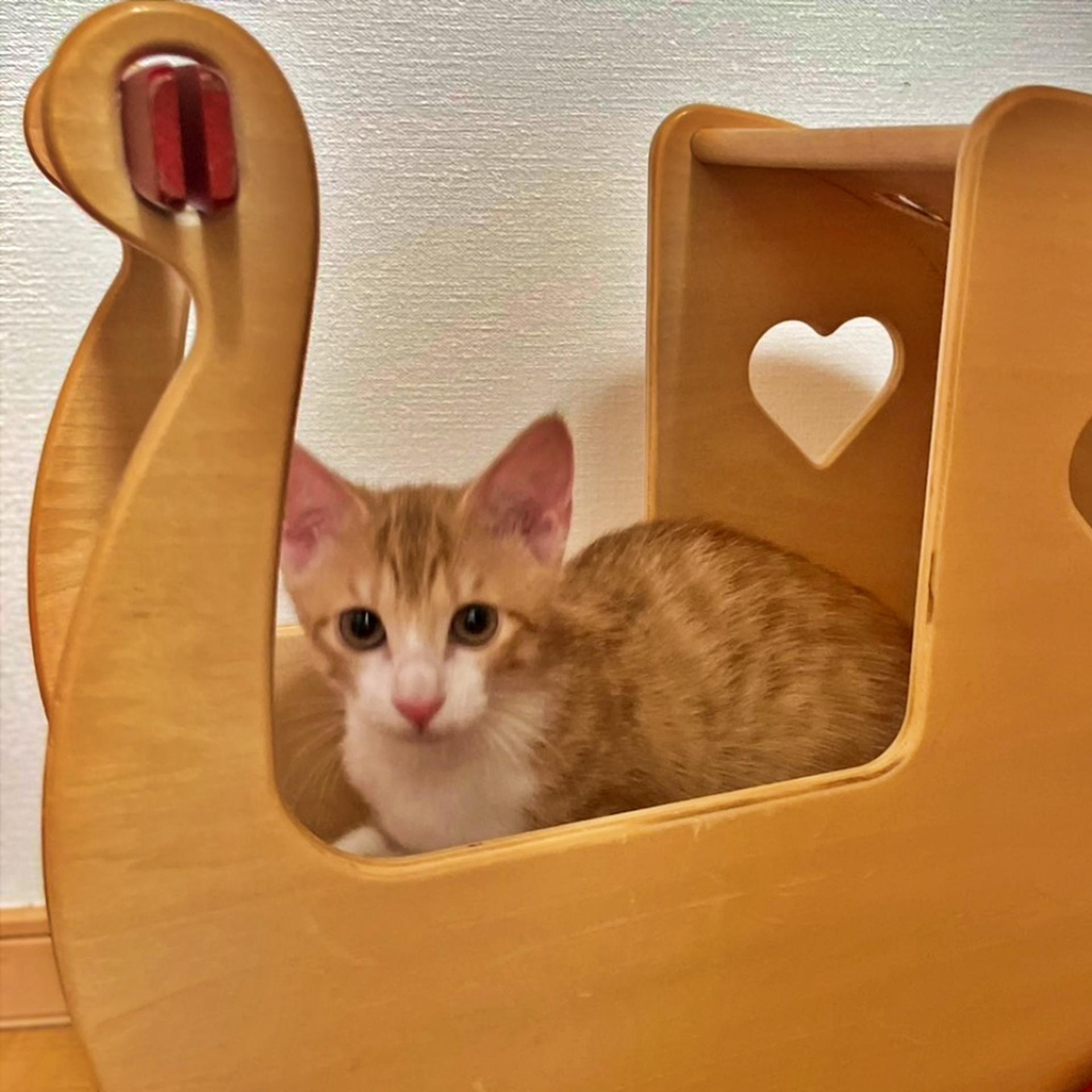 pet-image-3