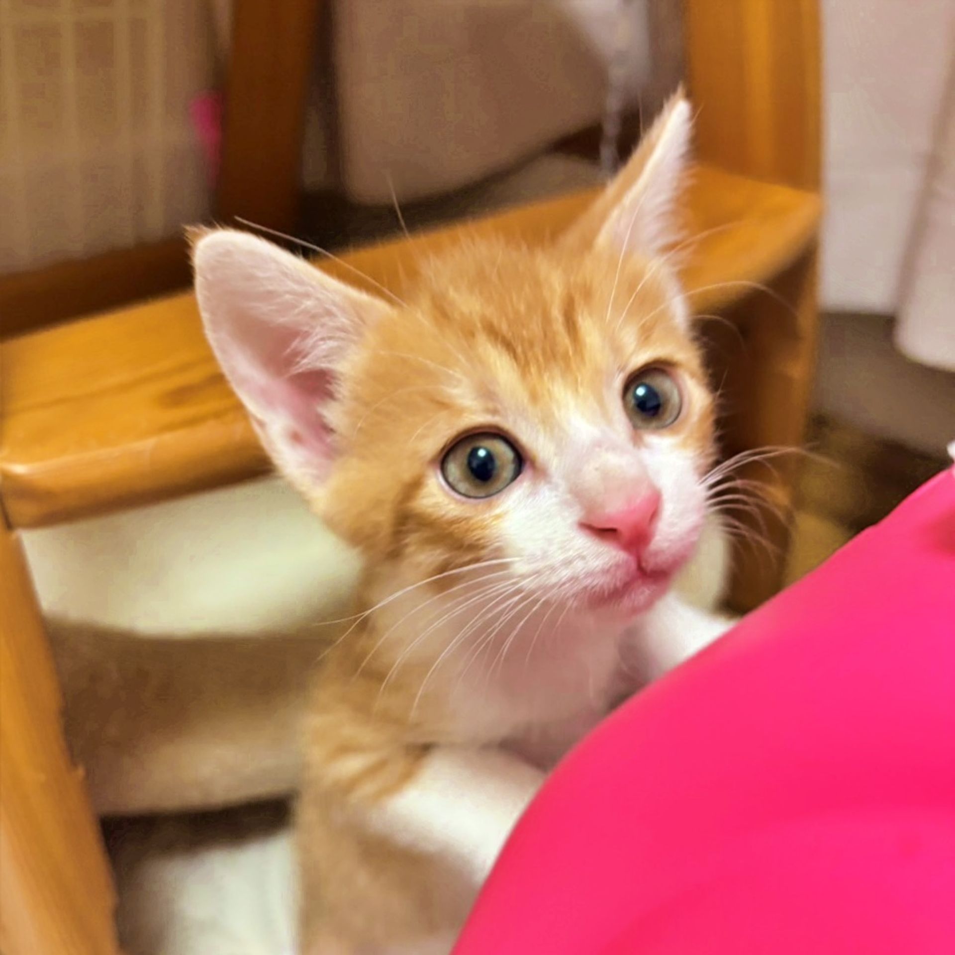 雑種（ミックス猫）・メスの里親募集の写真