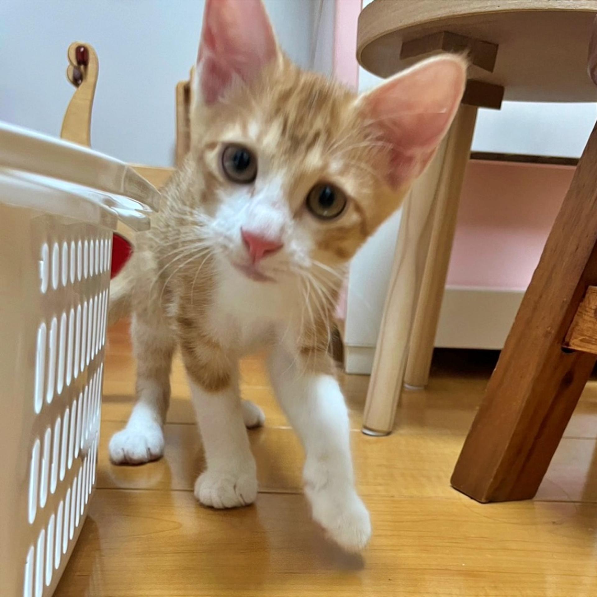 pet-image-2