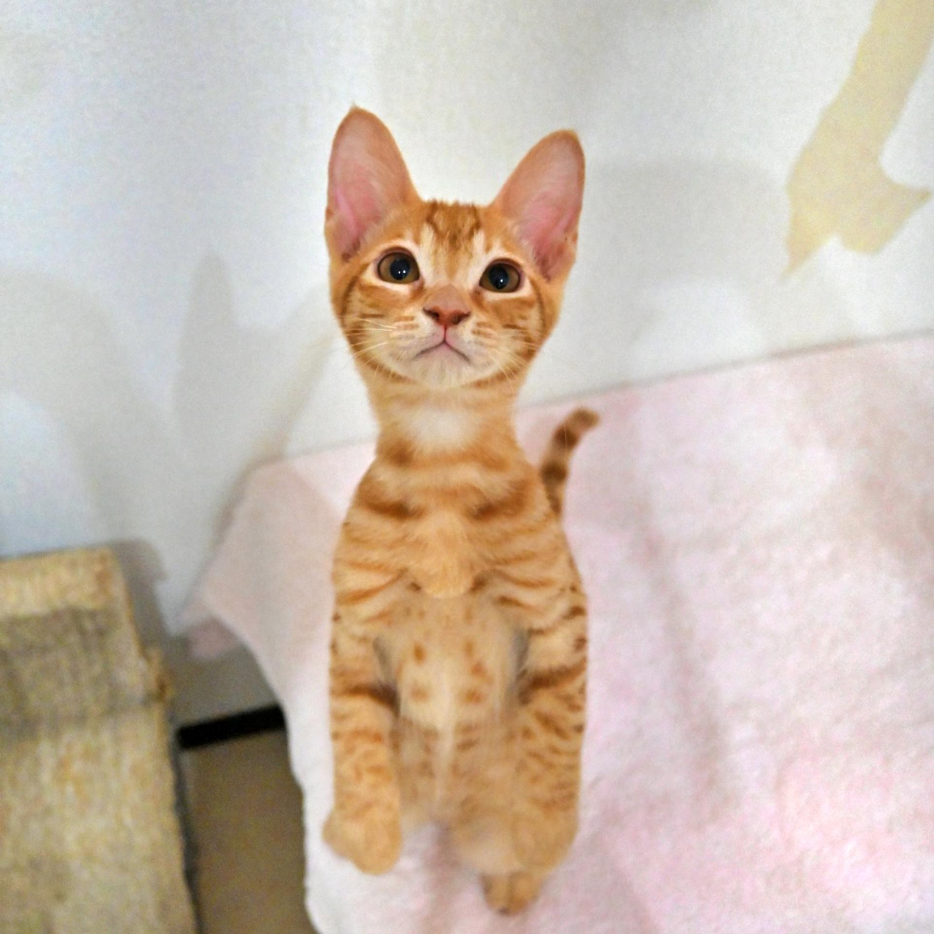 pet-image-4