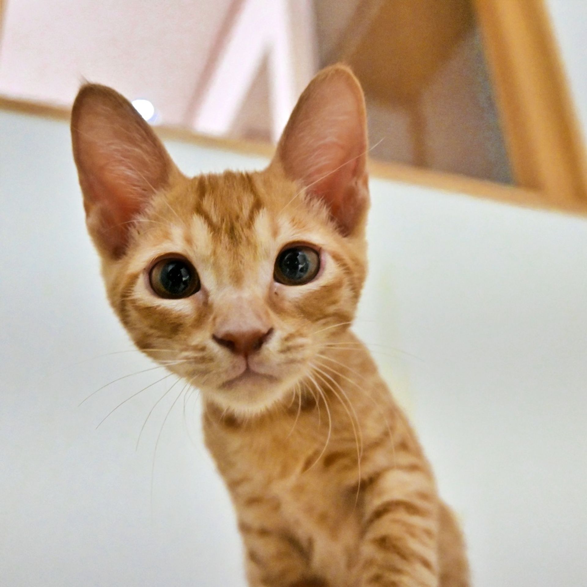雑種（ミックス猫）・オスの里親募集の写真
