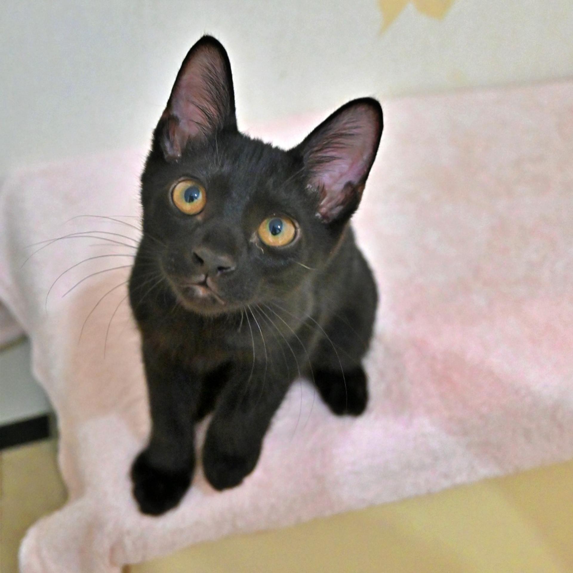 pet-image-3
