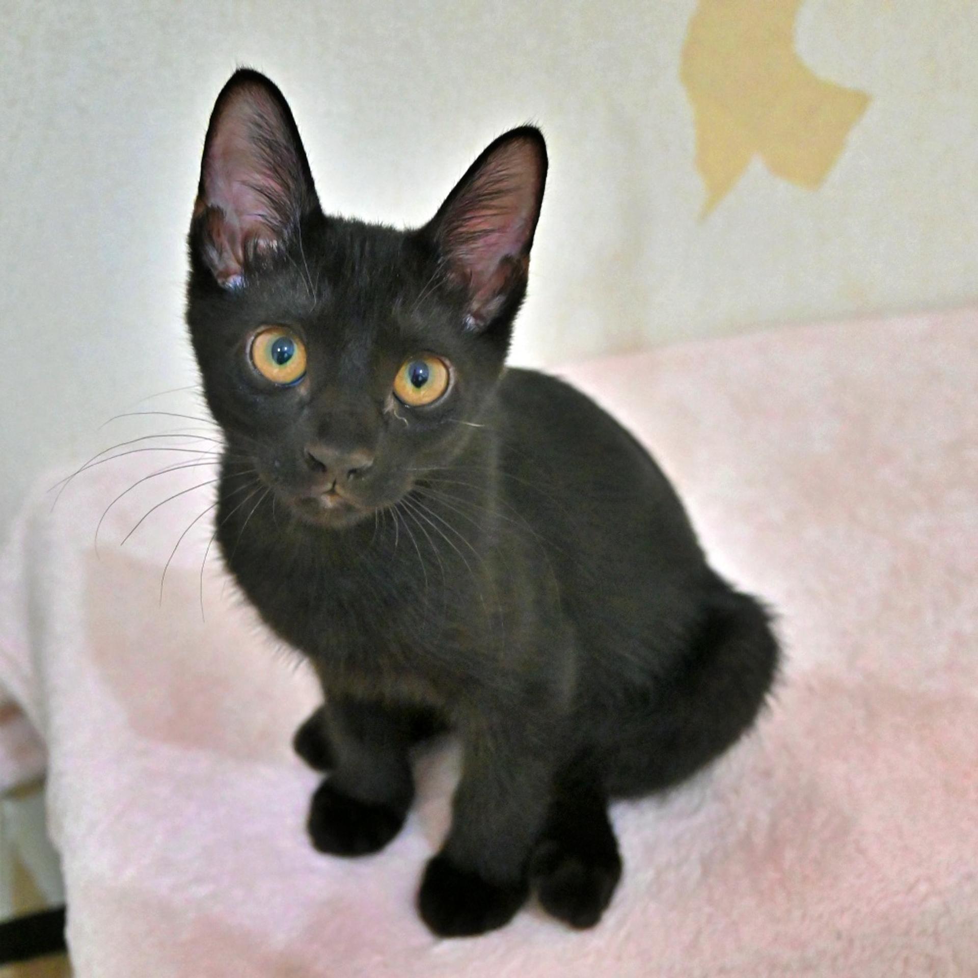 pet-image-4