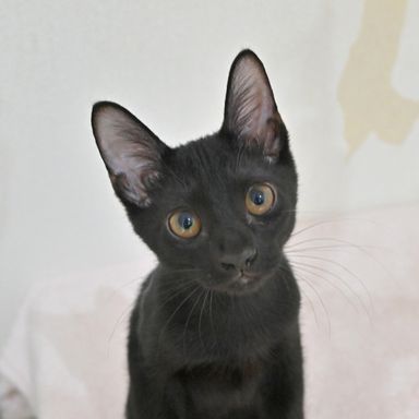 ジャミ