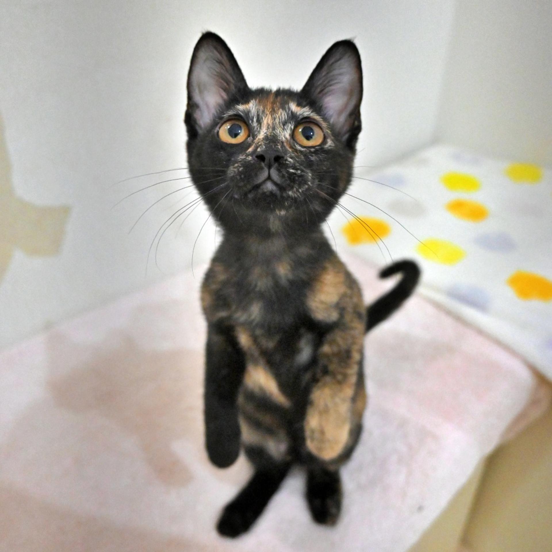 pet-image-2