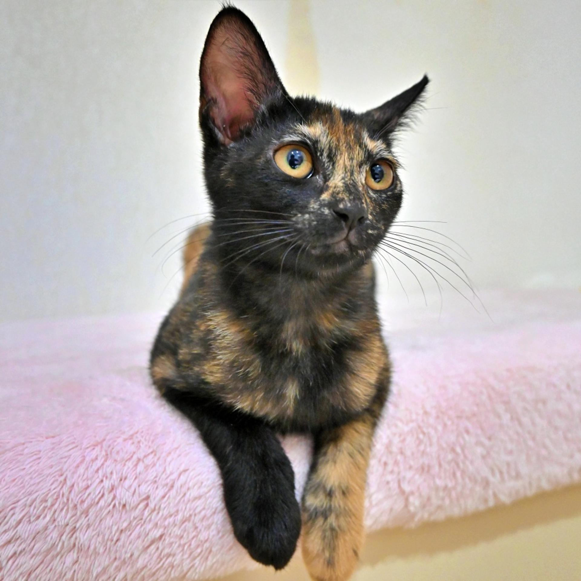 pet-image-3