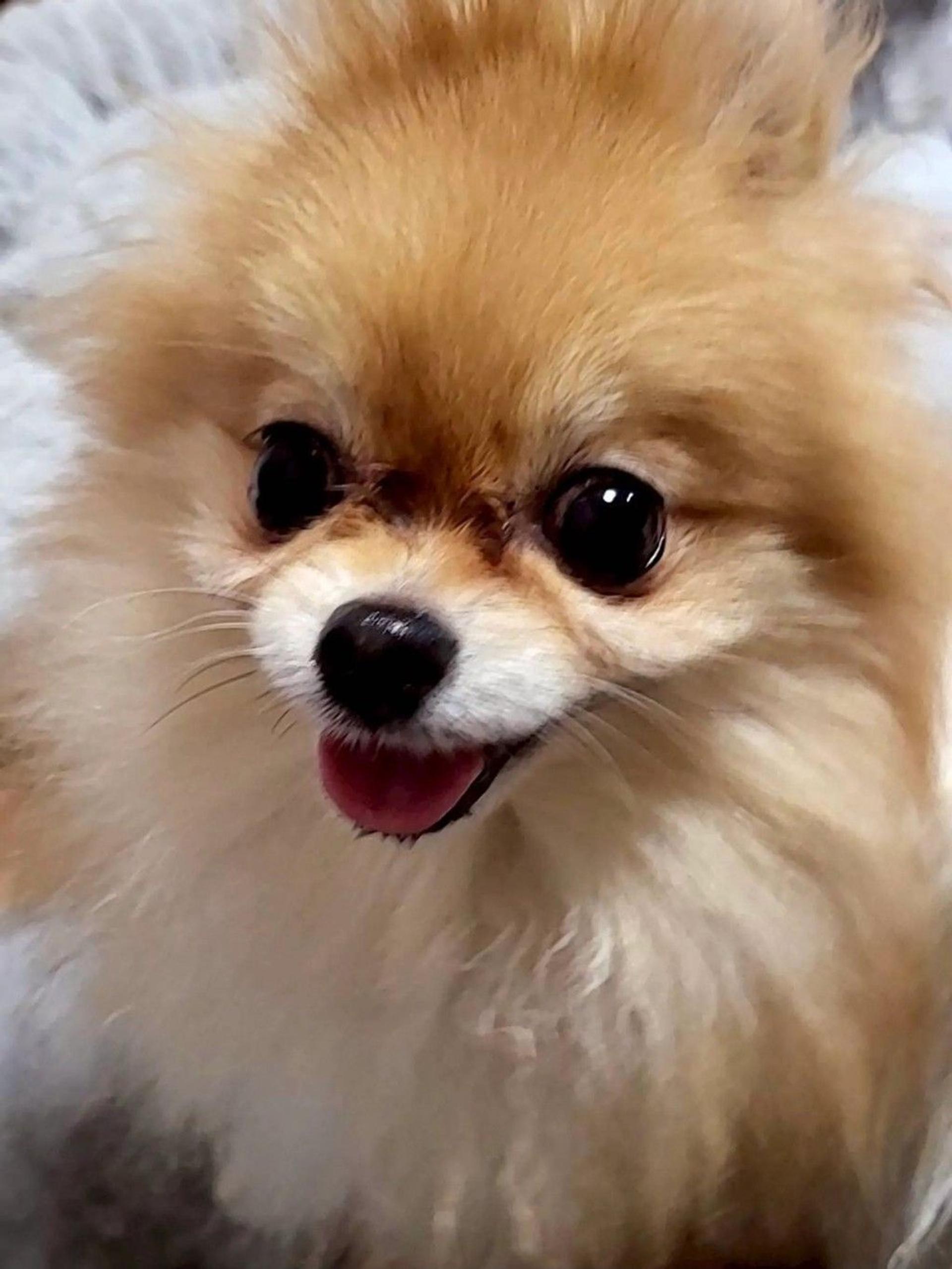 pet-image-3