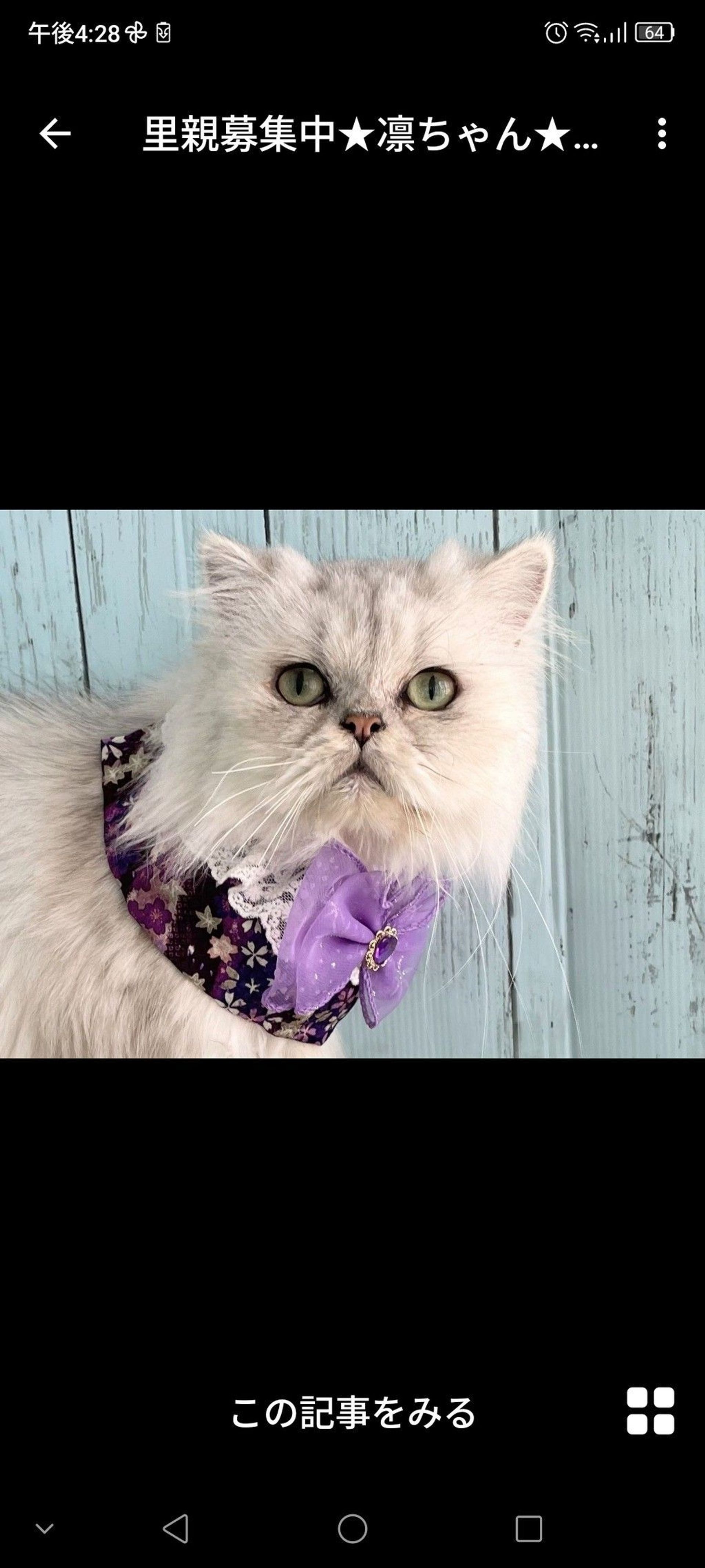 雑種（ミックス猫）・メスの里親募集の写真