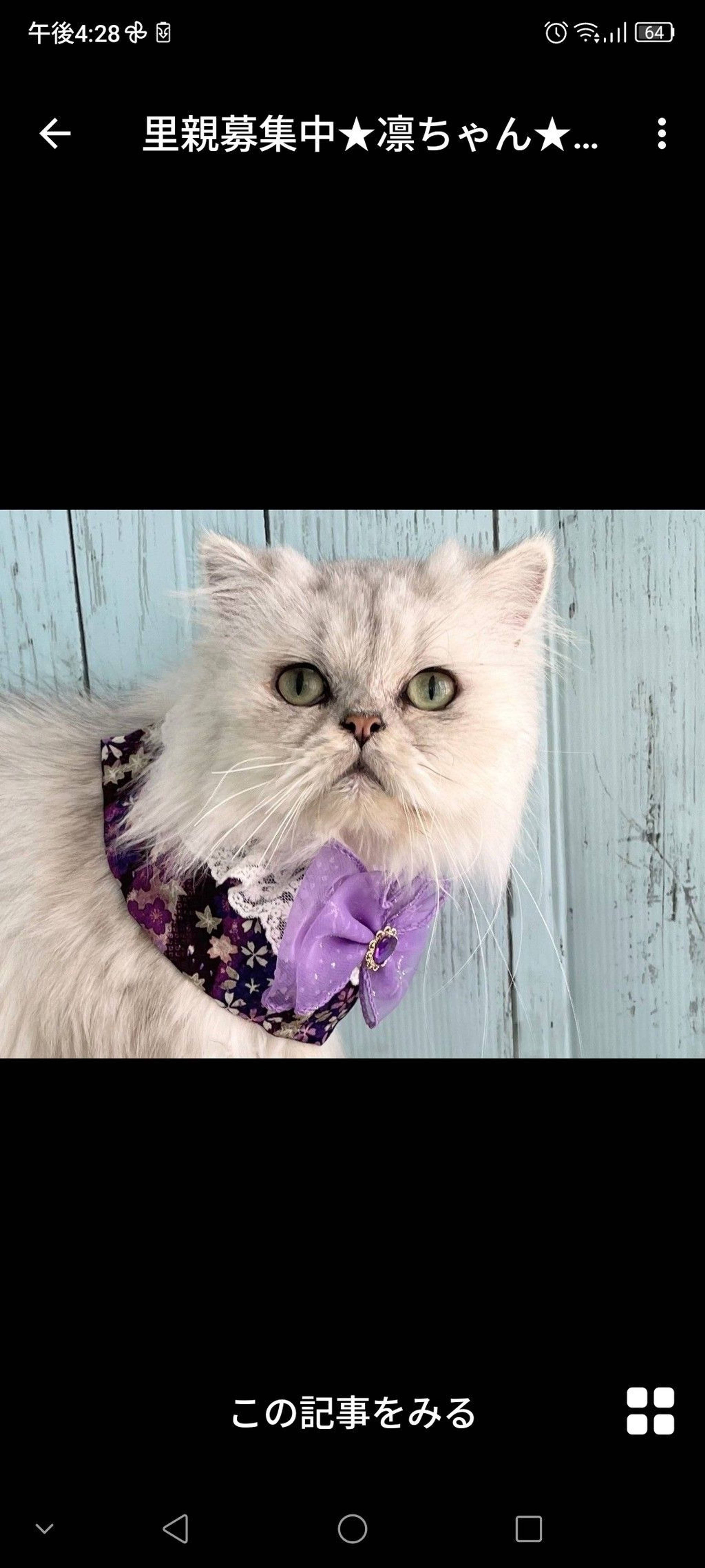 雑種（ミックス猫）・メスの里親募集の写真