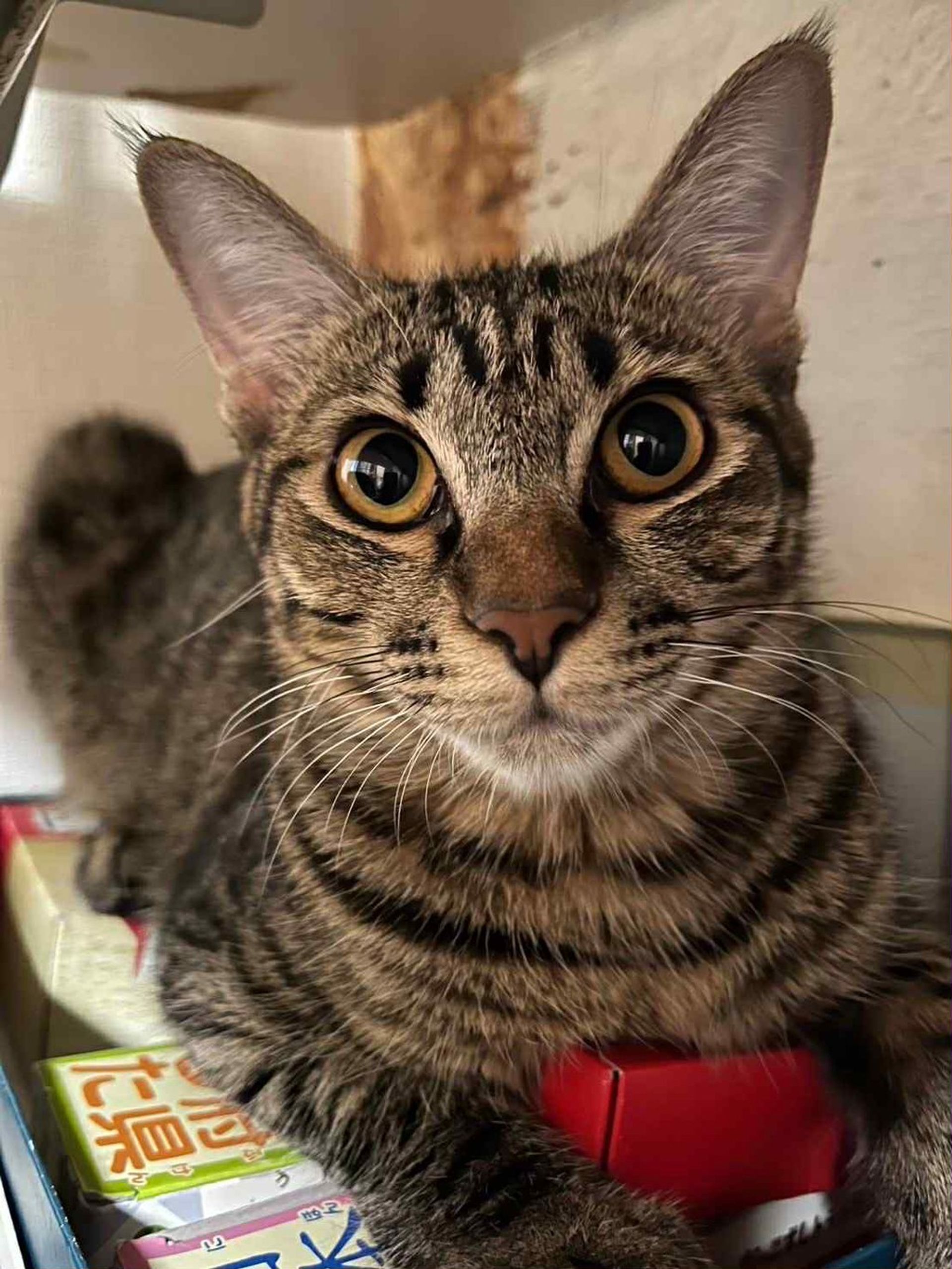 雑種（ミックス猫）・メスの里親募集の写真