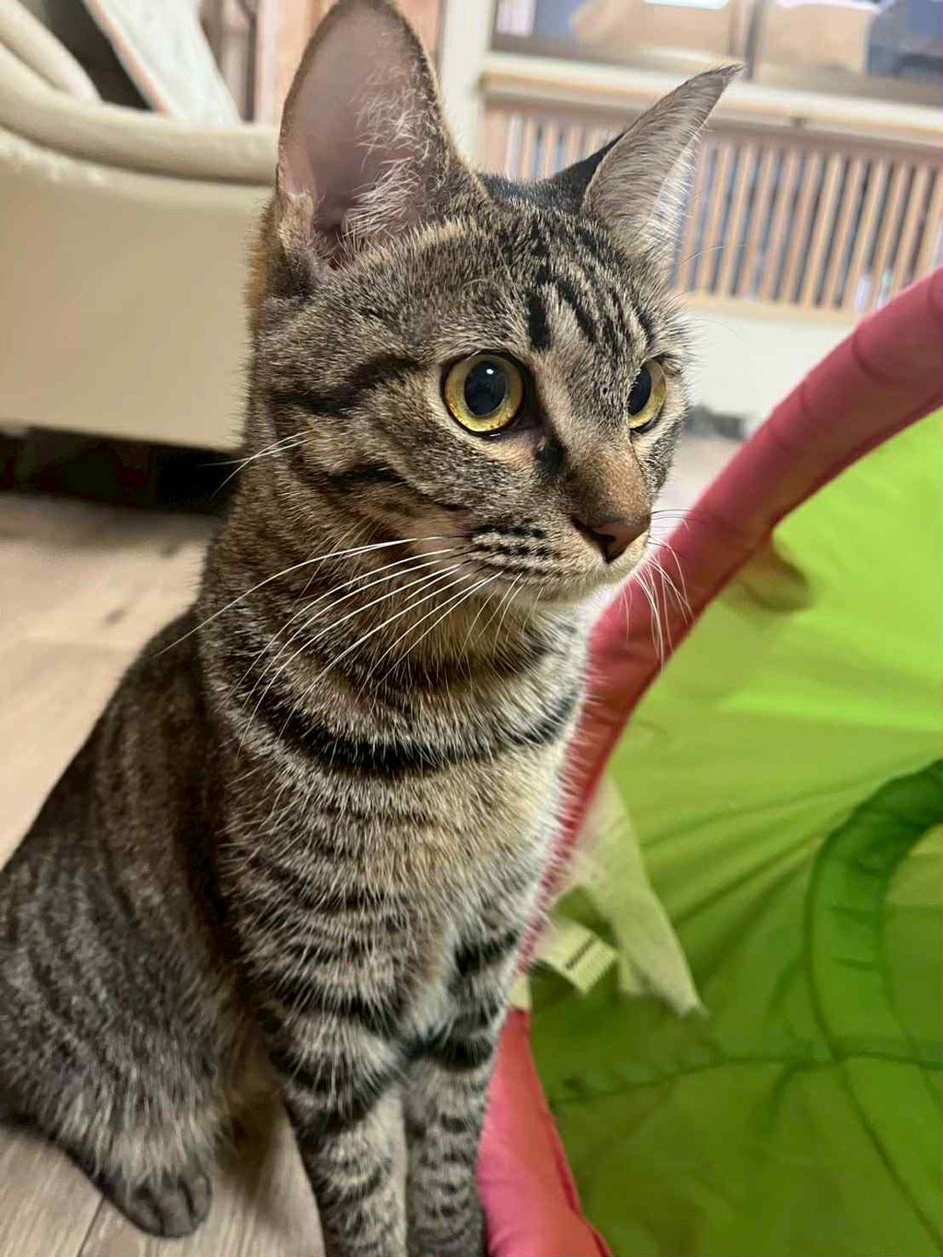 pet-image-2
