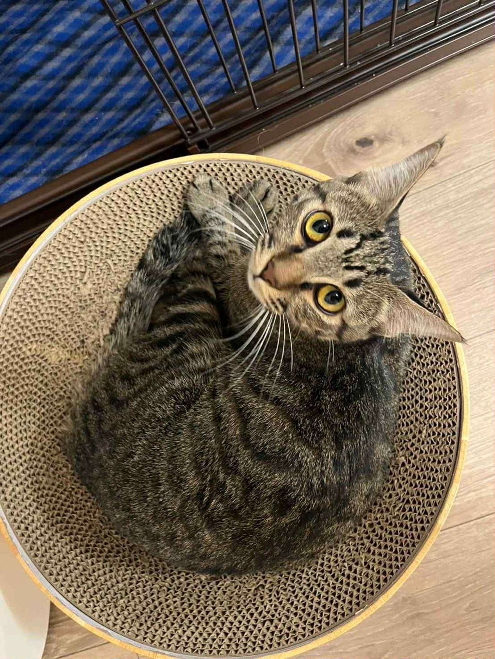 pet-image-4
