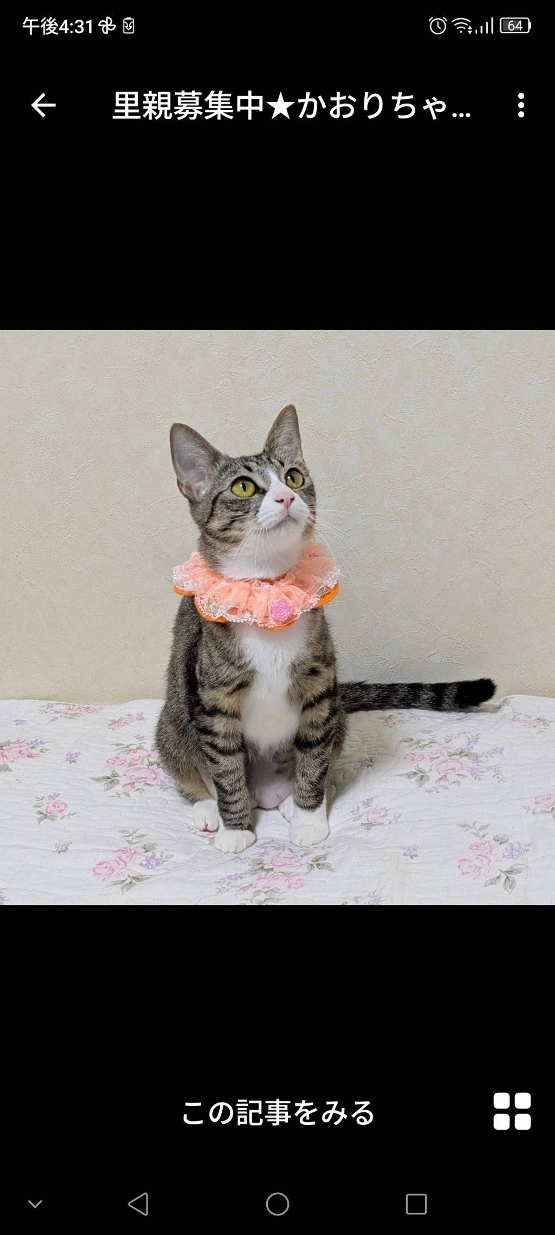 雑種（ミックス猫）・メスの里親募集の写真