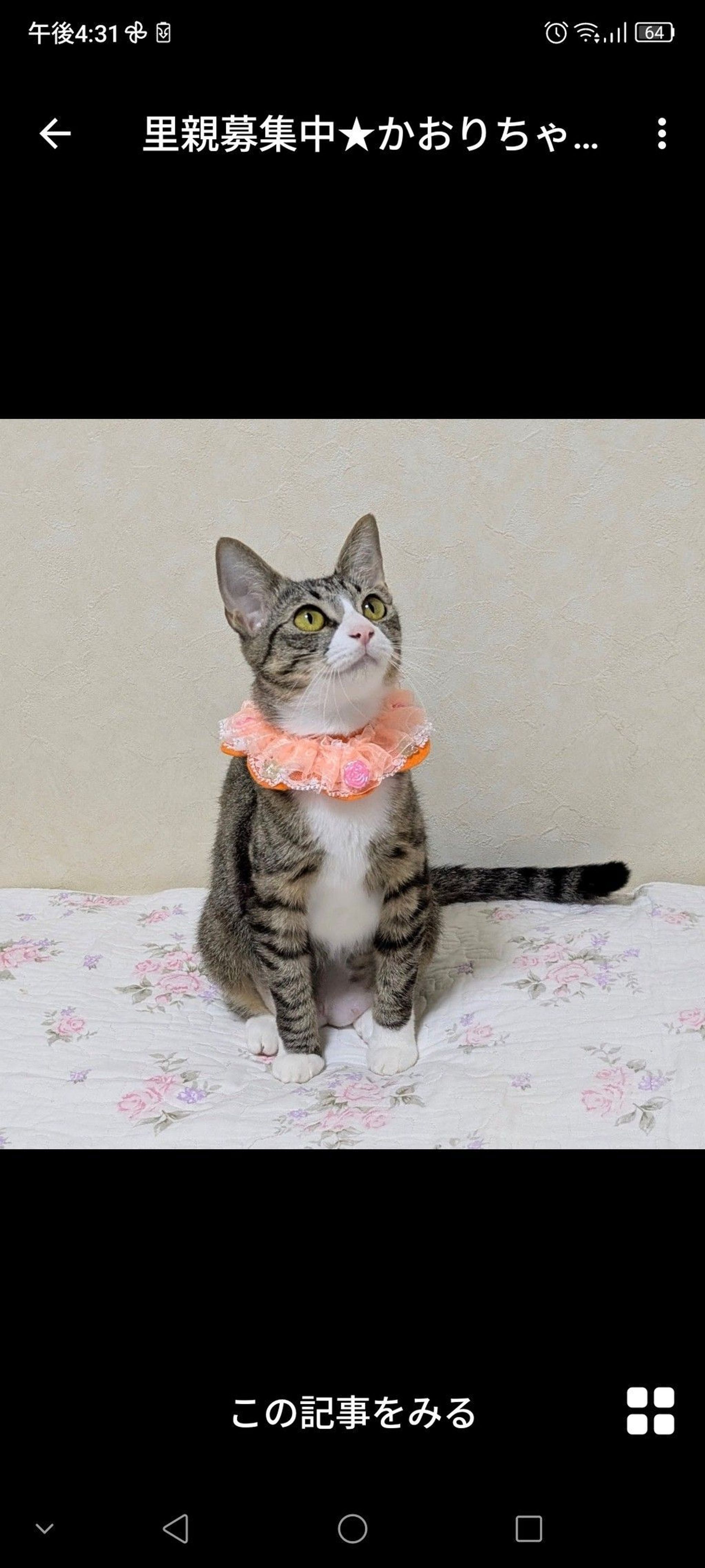 雑種（ミックス猫）・メスの里親募集の写真