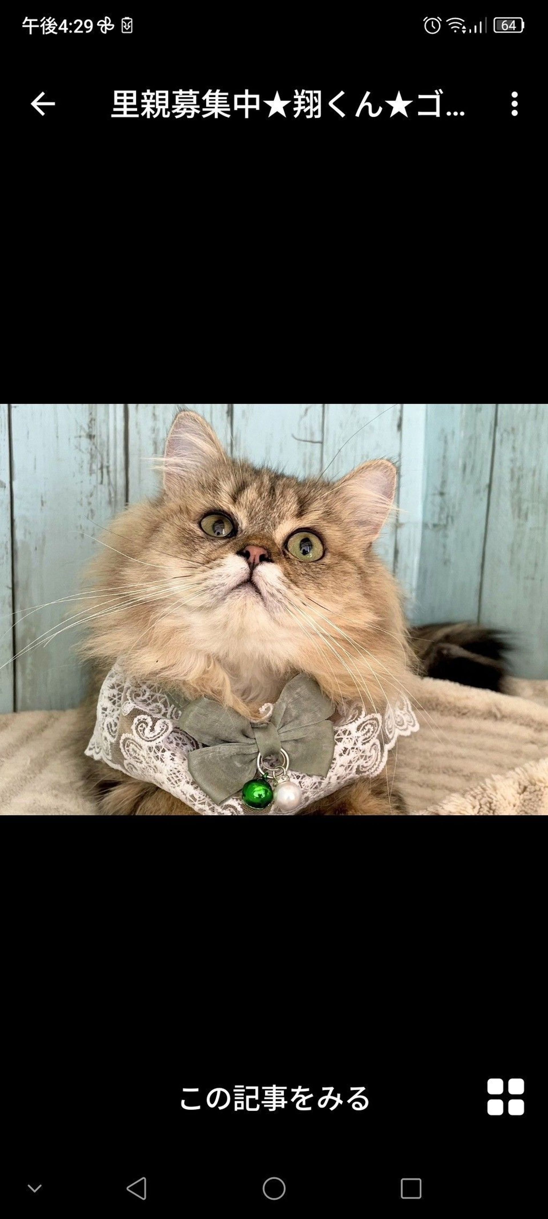 雑種（ミックス猫）・オスの里親募集の写真