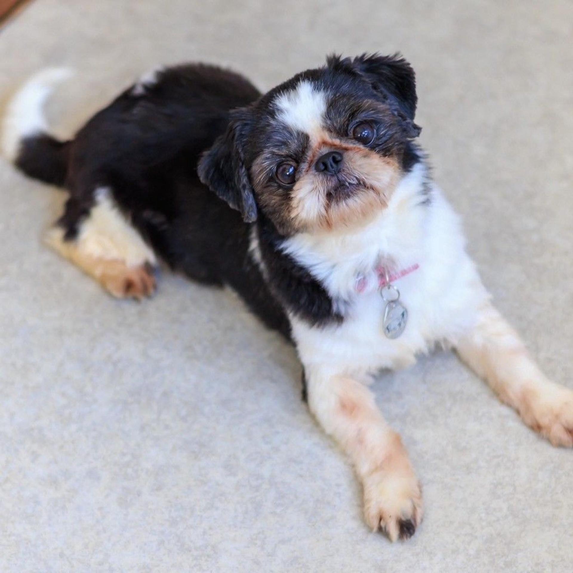 pet-image-7