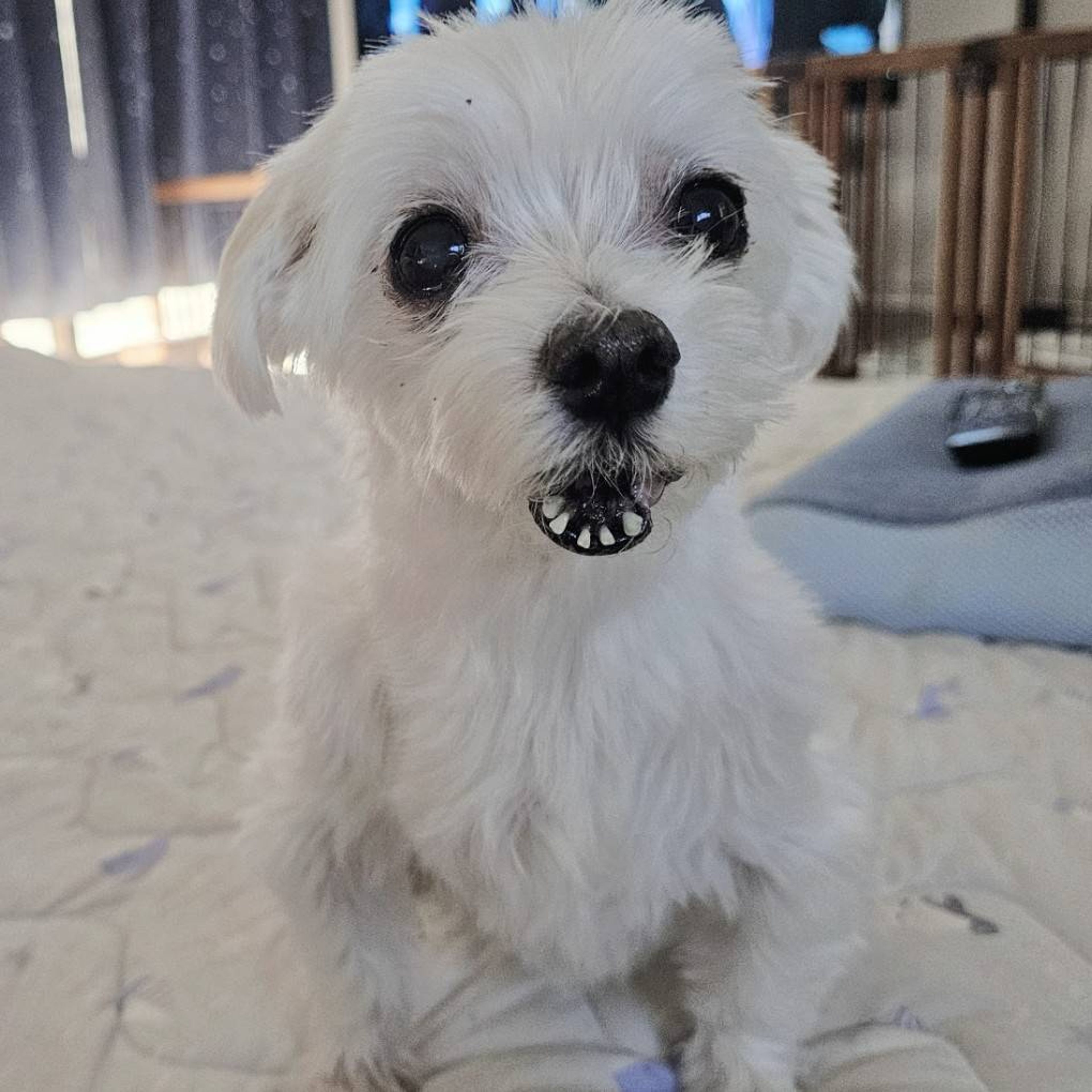 マルチーズ・オスの里親募集の写真