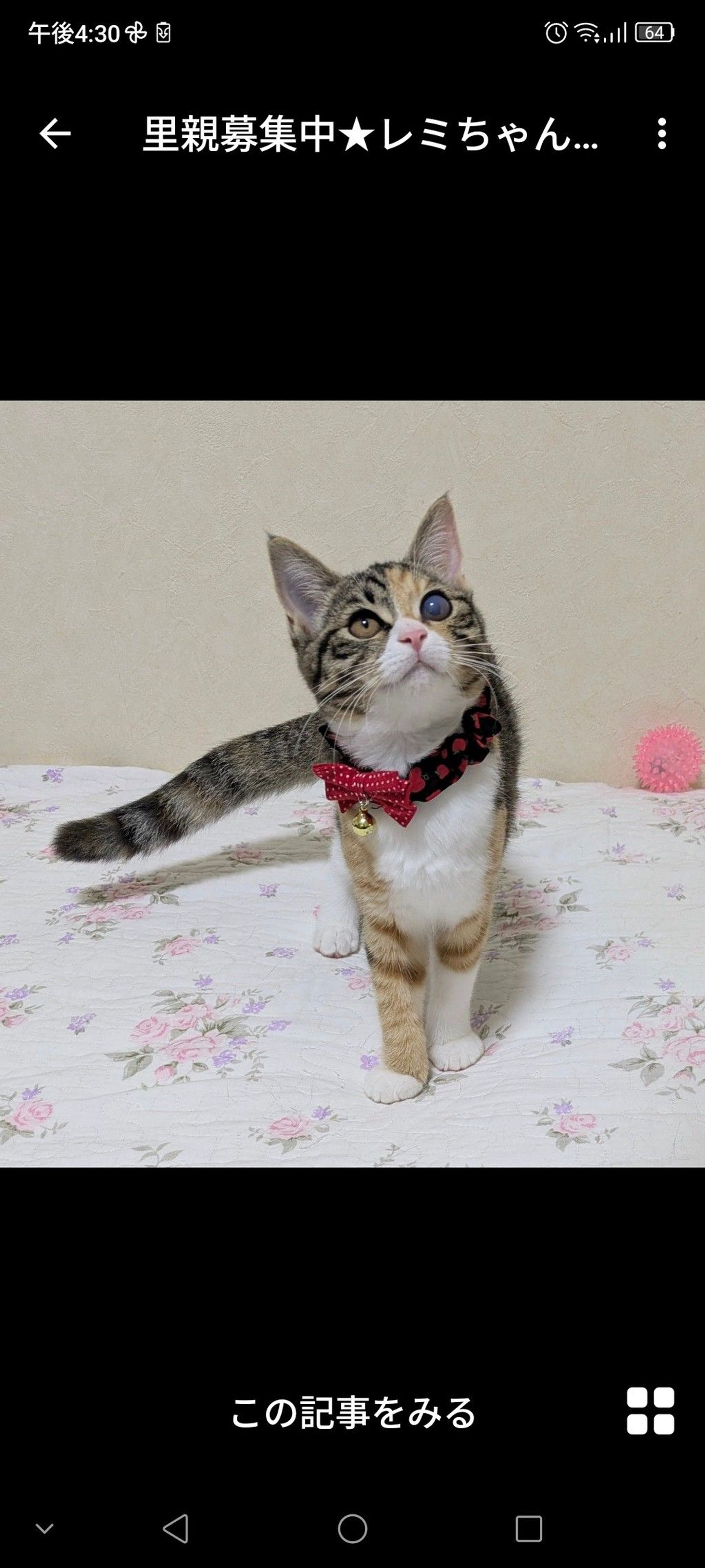日本猫・メスの里親募集の写真