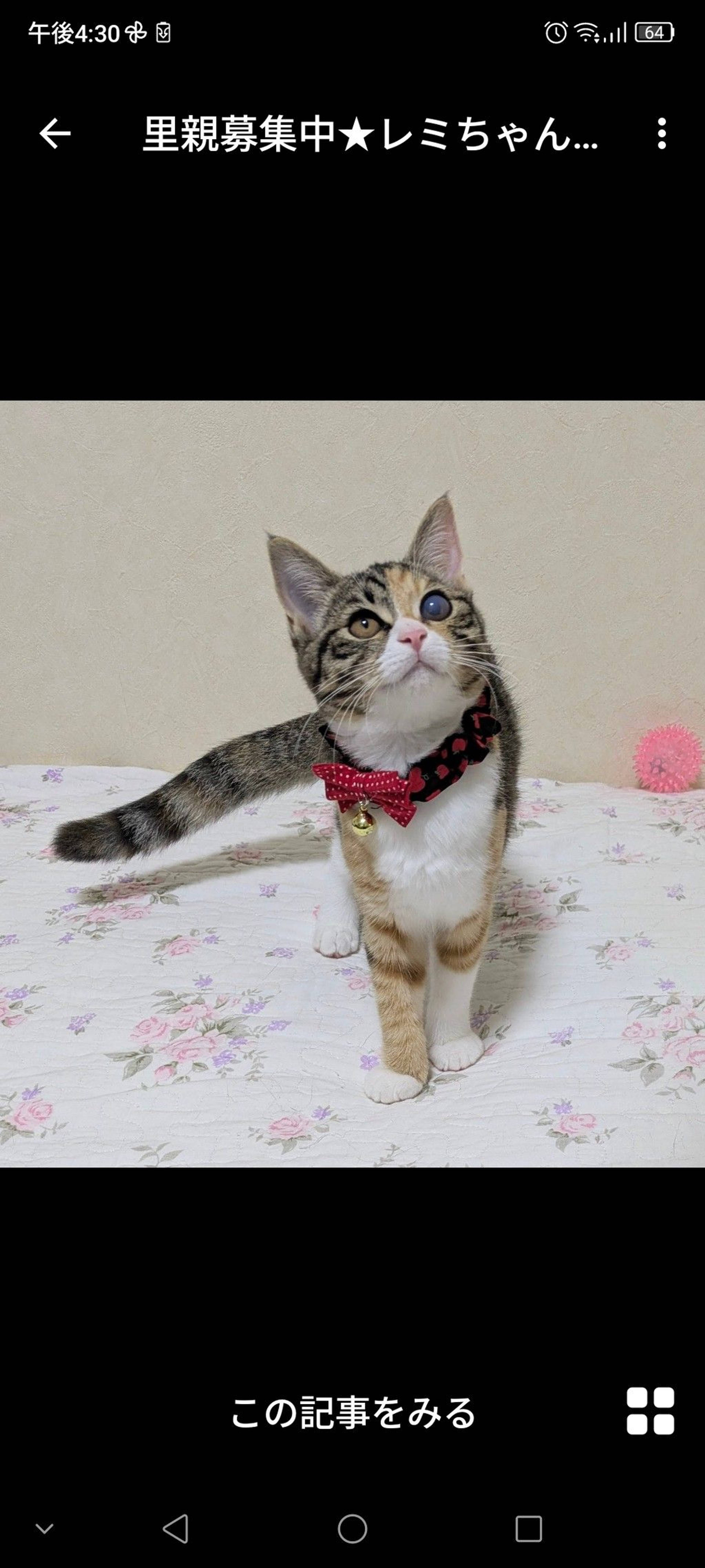 日本猫・メスの里親募集の写真