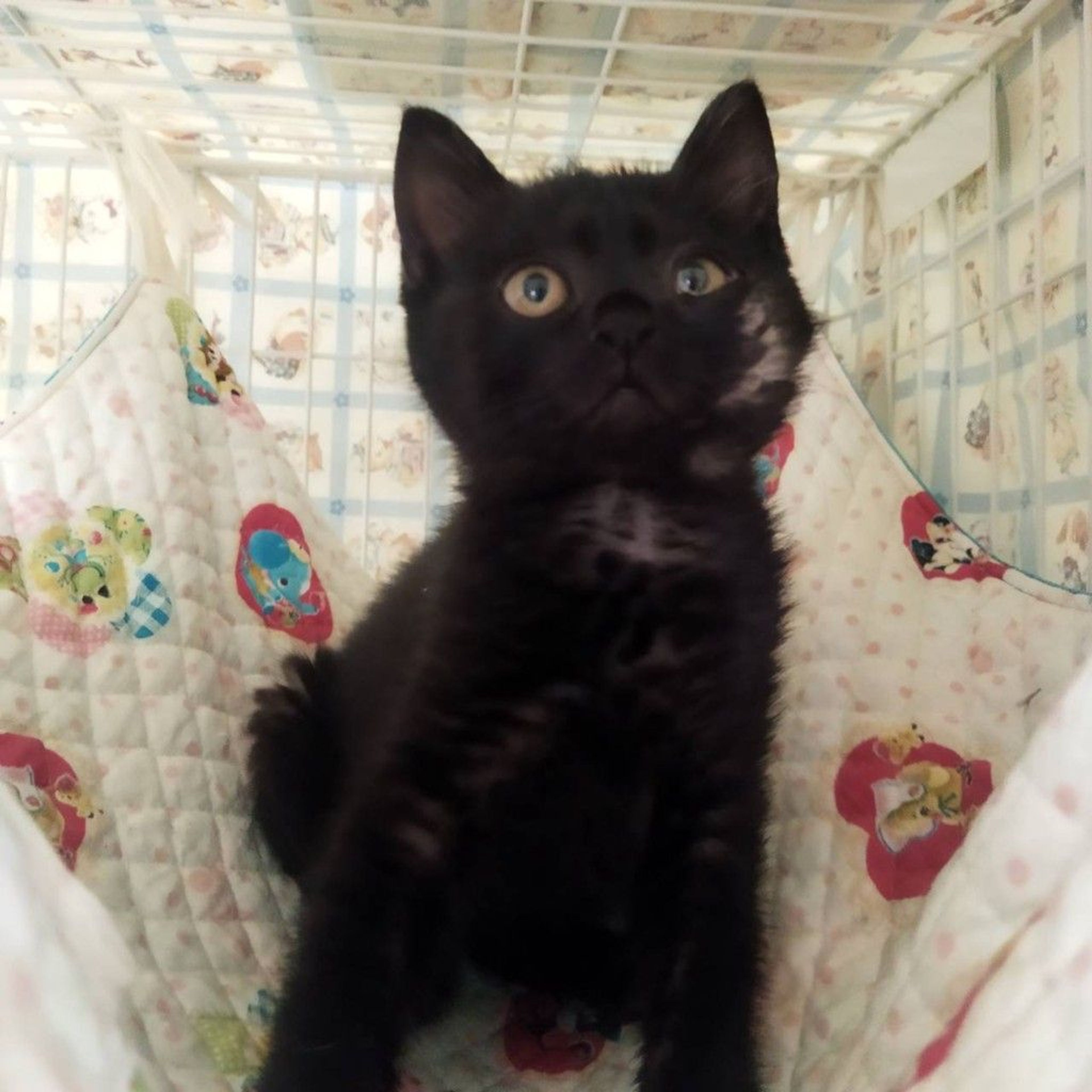 Ｍサイズ 植毛有り 黒猫ちゃん サンプルページ オーダー まんまるお顔がかわいい甘えん坊の黒猫ココちゃん | 雑種