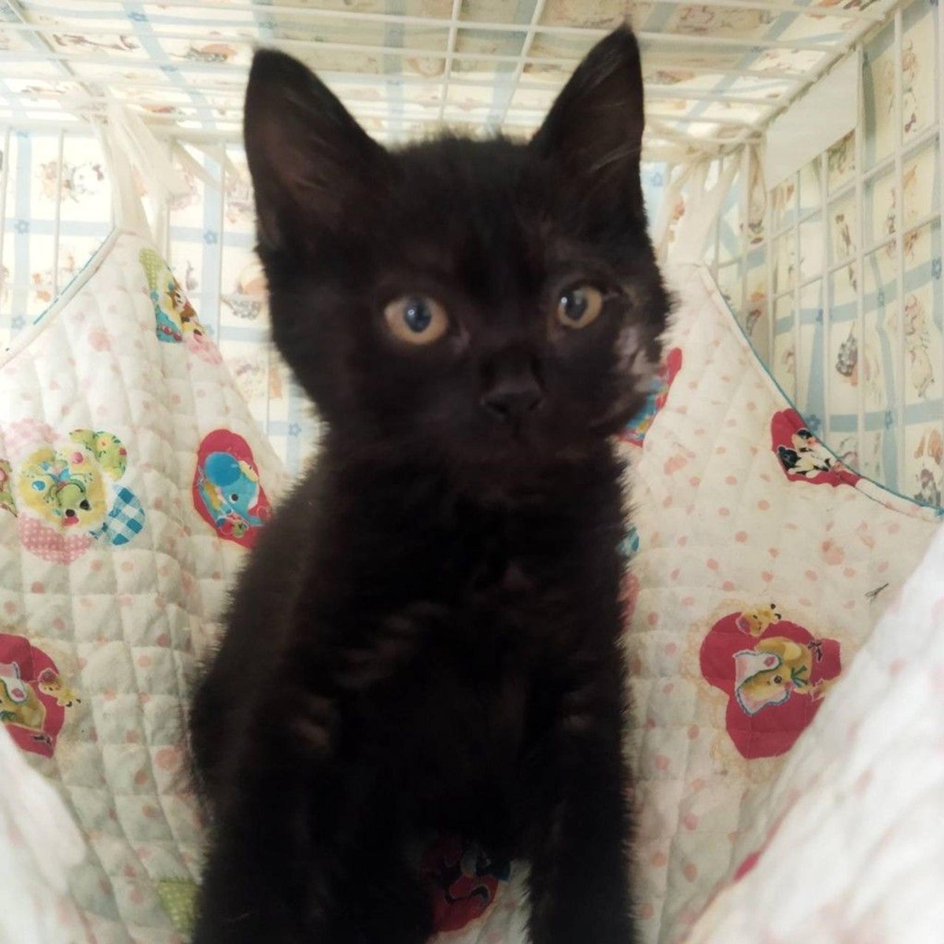 pet-image-2