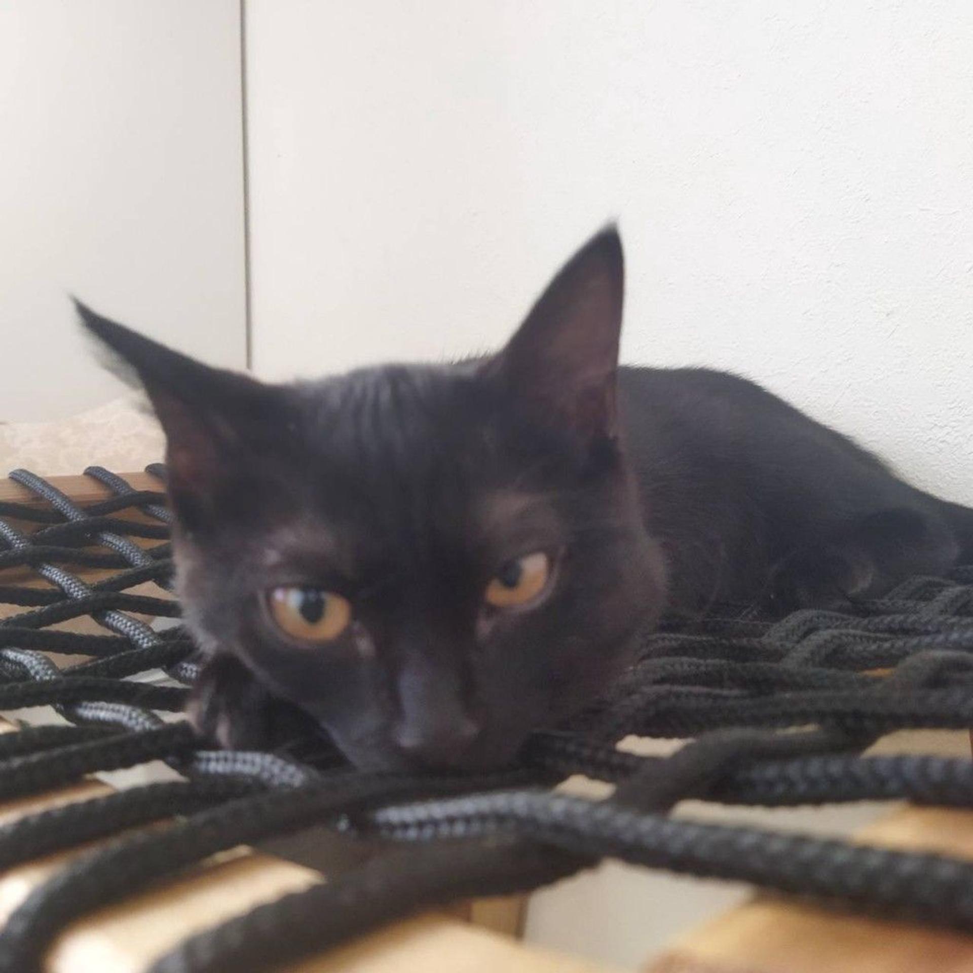 pet-image-3