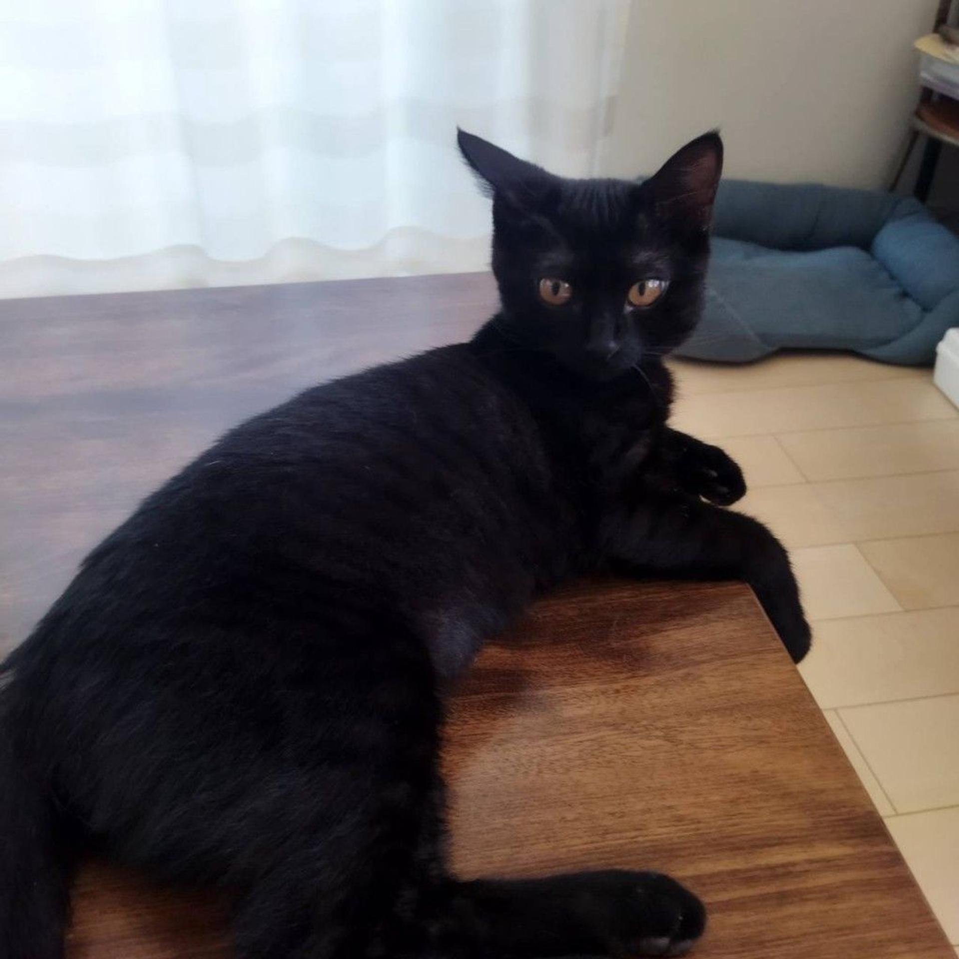 pet-image-5