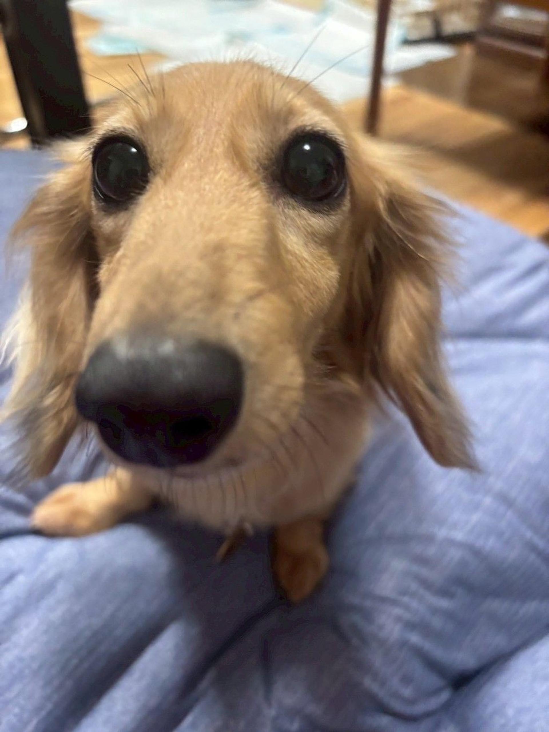 pet-image-2